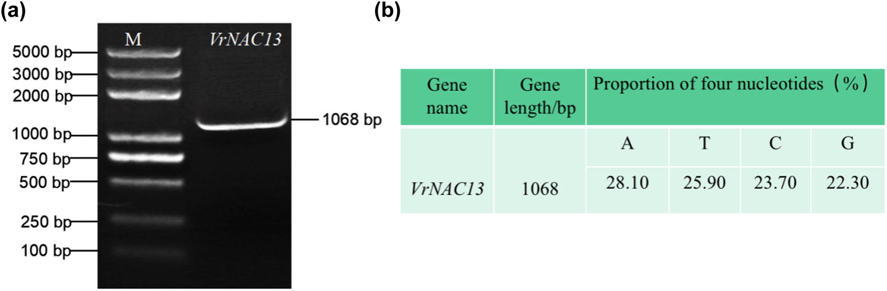 Figure 1 
                  Analysis of VrNAC13 structure and content. (a) Visualization of amplified VrNAC13 with 1% agarose gel electrophoresis. M, Trans2K Plus DNA Marker. (b) Nucleotide content of VrNAC13 as determined by sequencing.
               