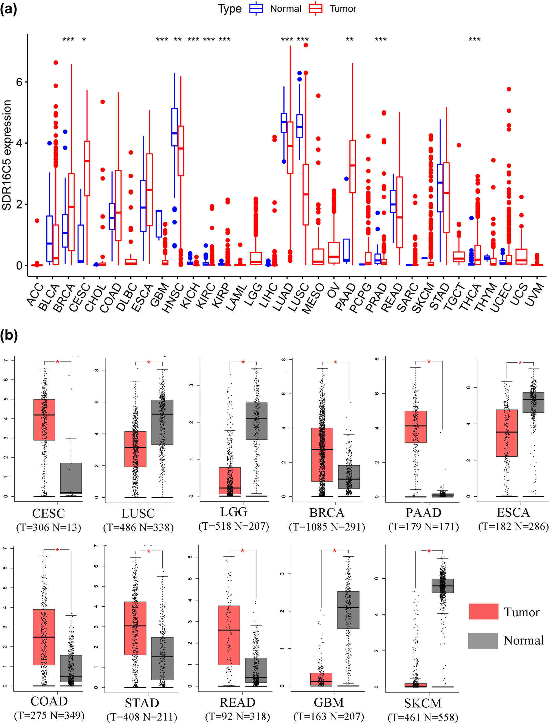 Figure 2 
                  SDR16C5 expression is upregulated in many types of cancers. (a) The expression of SDR16C5 in 33 types of human cancer based on UCSC Xena cancer and normal data. (b) SDR16C5 expression in TCGA and GTEx normal tissues. *P < 0.05; **P < 0.01; ***P < 0.001.
               