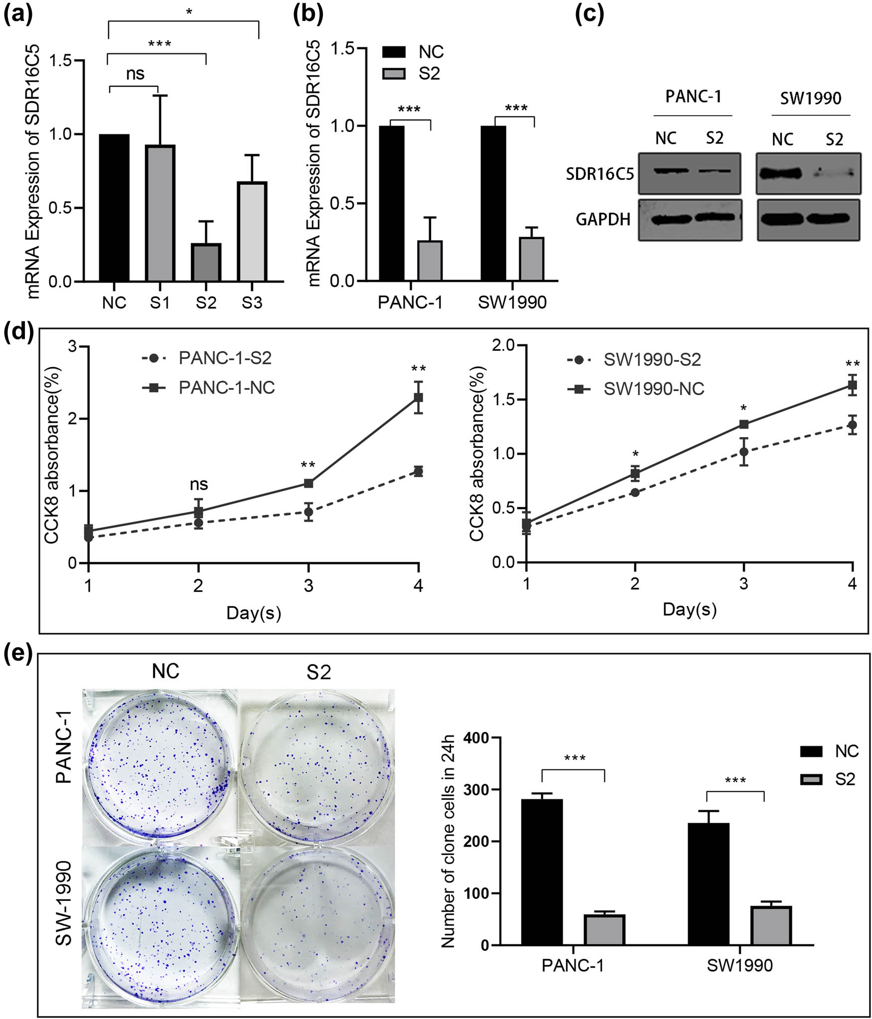 Figure 8 
                  Knockdown of SDR16C5 can inhibit cell proliferation of PANC-1 and SW1990. (a) The expression of SDR16C5 was determined by qRT-PCR after transfection of SDR16C5 siRNA. (b and c) The successful transfection of SDR16C5 was validated using RT-qPCR and WB. (d) Cell proliferation experiment. (e) Clone formation experiment for PANC-1 and SW1990 cells. Experiments were repeated three times with three replicates of each sample.
               