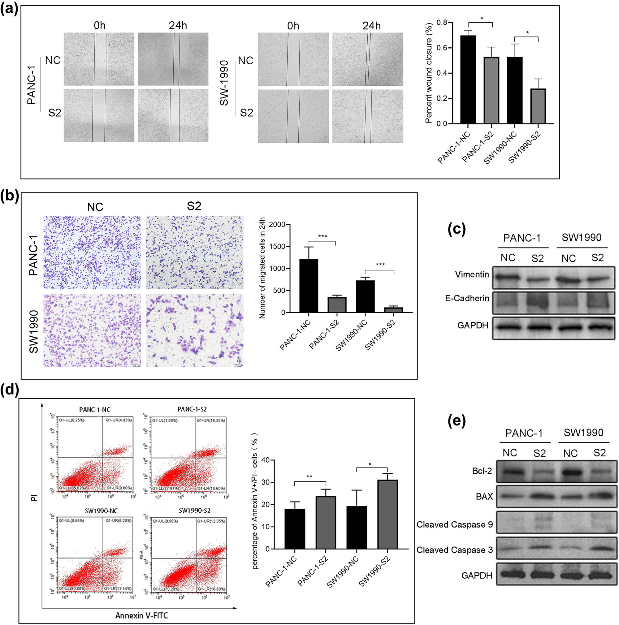 Figure 9 
                  Reduction of SDR16C5 repressed PANC-1 and SW1990 cell migration and induced apoptosis. (a) Inhibiting the expression of SDR16C5 reduced the ability of cells to migrate to the scratched area. (b) The number of PANC-1 and SW1990 cells that traversed the transwell membrane decreased after inhibiting SDR16C5. (c) Western blot was used to detect the migration-associated proteins vimentin and E-cadherin in SDR16C5-silenced PAAD cells. (d) Downregulating the expression of SDR16C5 decreased the percentage of apoptotic PANC-1 and SW1990 cells. (e) Western blot assay was used to examine the expression of the anti-apoptotic proteins Bcl-2, cleaved caspase 3, and cleaved caspase 9 and the apoptotic protein BAX in SDR16C5-silenced PAAD cells. Experiments were repeated three times with three replicates of each sample.
               