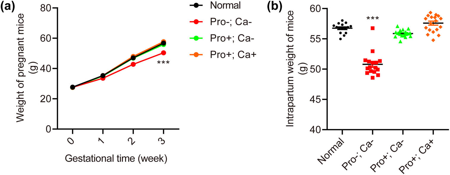 Figure 1 
                  Low protein–calcium diet during pregnancy impacts the weight of pregnant mice. The weight of pregnant mice with Pro−; Ca− increases slowly compared with normal, Pro+; Ca−, and Pro+; Ca+ groups (a). The intrapartum body weight of pregnant mice with Pro−; Ca− (n = 18) is lighter than that of the normal group (n = 17) but not the Pro+; Ca− group (n = 18) or the Pro+; Ca+ group (n = 19) (b). ***p < 0.001.
               