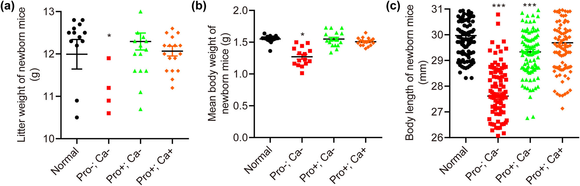 Figure 2 
                  Low protein–calcium diet during pregnancy impacts the development of fetal mice. Except for the Pro+; Ca+ group, the litter weight (a), body weight (b), and body length (c, n = 100) of newborn pups in the Pro−; Ca− and Pro+; Ca− groups are significantly decreased compared to the normal group. *p < 0.05, ***p < 0.001. The number for (a) and (b) was the same as Figure 1, and listed as follows: normal group (n = 17), Pro−; Ca− (n = 18), Pro+; Ca− group (n = 18), and Pro+; Ca+ group (n = 19).
               