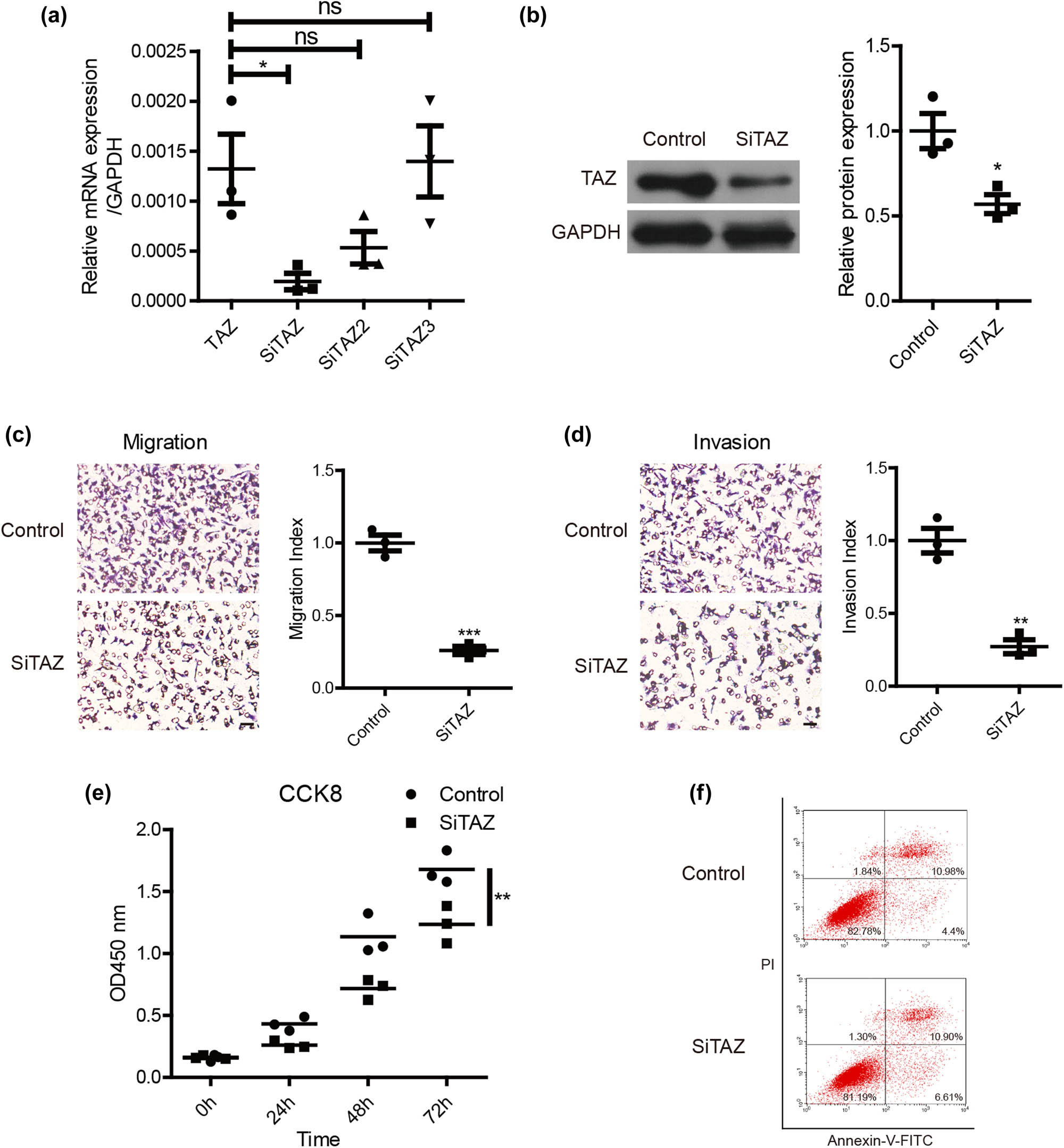 Figure 2 
                  Down-regulation of TAZ inhibited the migration, invasion, and proliferation of melanoma cells. (a) The mRNA expression of TAZ in the group of control (Control siRNA), siTAZ, siTAZ2, and siTAZ3. (b) The protein expression of TAZ in the group of control and siTAZ. (c) After the down-regulation of TAZ, the number of migration cells was decreased compared with the control group (**P < 0.001). (d) After the down-regulation of TAZ, the number of invasion cells was decreased compared with the control group (**P < 0.01). (e) In the proliferation assay, cell proliferation was inhibited in the TAZ knockdown group compared with the control group at 72 h (**P < 0.01). (f) There was no significant difference in apoptosis between the siTAZ group and the control group.
               