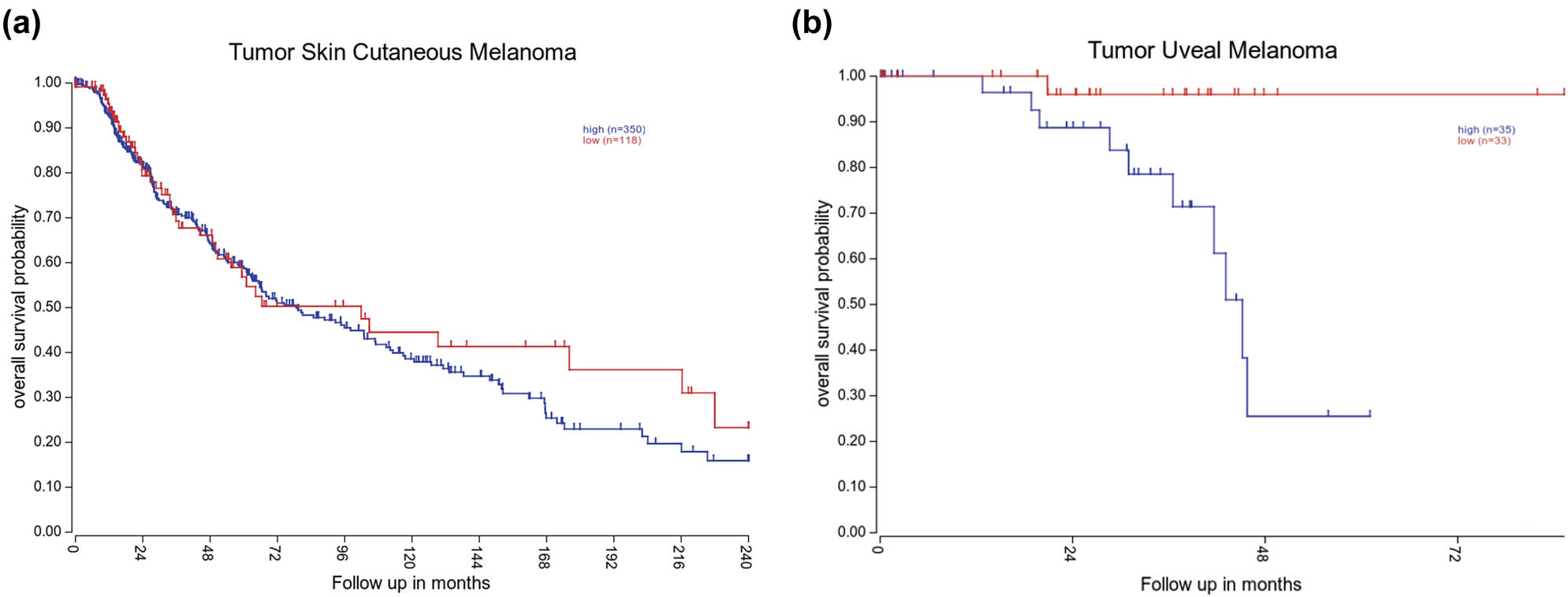 Figure 4 
                  TAZ negatively correlates with melanoma patient’s OS. Association of TAZ expression with OS was presented by Kaplan–Meier plotter based on TCGA database of tumor skin cutaneous melanoma ((a) high, n = 350; low, n = 118; P = 0.396) and tumor uveal melanoma ((b) high, n = 35; low, n = 33; P < 0.05). The expression cutoff of tumor skin cutaneous melanoma was 434.5735 and that of tumor uveal melanoma was 5.32.
               