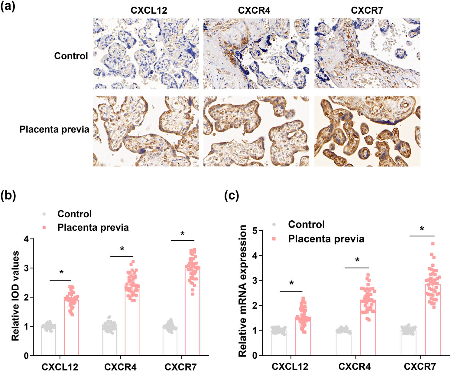 Figure 1 
                  CXCL12, CXCR4, and CXCR7 are expressed at a high level in placental tissues of the puerperae with placenta previa. (a) and (b) CXCL12, CXCR4, and CXCR7 levels in placental tissues were measured by IHC. (c) CXCL12, CXCR4, and CXCR7 mRNA levels in placental tissues were also evaluated by RT-qPCR assay. *P < 0.05.
               