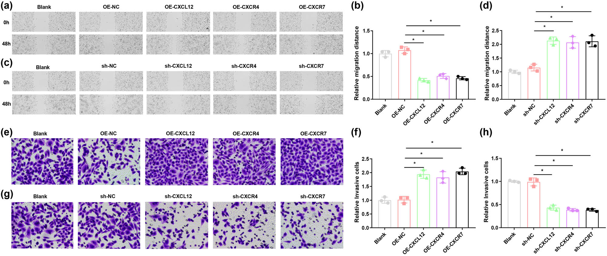 Figure 4 
                  Effect of silencing or restoration of CXCL12, CXCR4, and CXCR7 on the migratory and invasive capacities of human trophoblast HTR-8/SVneo cells. (a) and (b) Cell scratch test was implemented for assessing the HTR-8/SVneo cell migration capability after overexpression of CXCL12, CXCR4, and CXCR7. (c) and (d) Cell scratch test was implemented for assessing the HTR-8/SVneo cell migration capability after suppression of CXCL12, CXCR4, and CXCR7. (e) and (f) The number of cells crossing the human-like basement membrane in the HTR-8/SVneo cells after overexpression of CXCL12, CXCR4, and CXCR7 was observed microscopically using the Transwell invasion assay. (g) and (h) The number of cells crossing the human-like basement membrane in the HTR-8/SVneo cells after suppression of CXCL12, CXCR4, and CXCR7 was observed microscopically using the Transwell invasion assay. *P < 0.05.
               