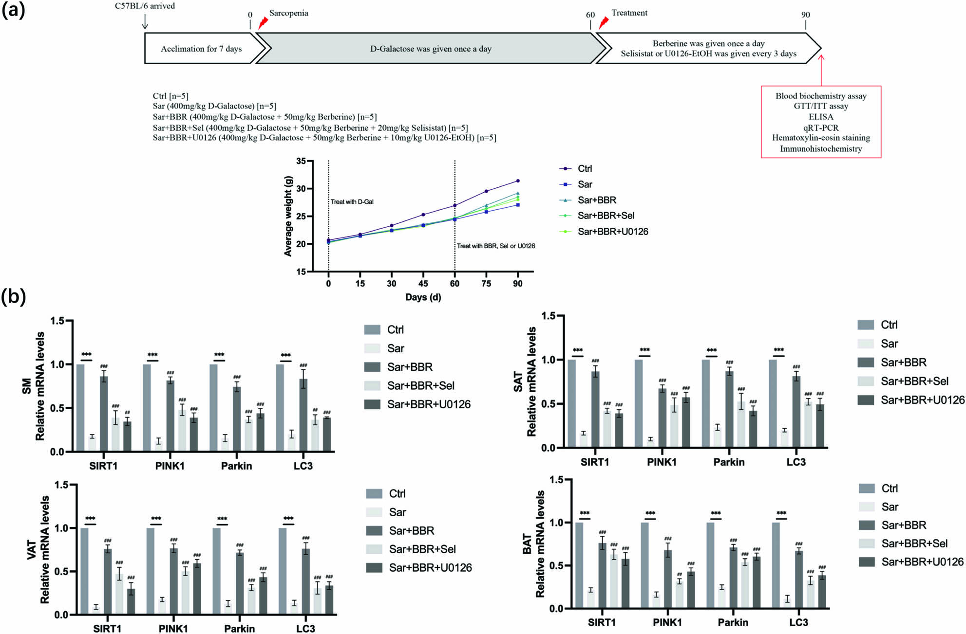 Figure 1 
                  Identification of berberine as an inducer of SIRT1 mitochondrial autophagy-pathway in sarcopenia. (a) Anti-sarcopenia activity of berberine in sarcopenia model mice. Mice were treated with d-galactose (400 mg/kg orally) by intrabitoneal injection or control (0.9% normal saline) once a day for 60 days. Then, the mice were divided into five groups (blank group, model group, treatment group, SIRT1 inhibition group, and mitochondrial autophagy inhibition group, n  = 5). The treatment group was given berberine (50 mg/kg) by intragastric administration once a day for 30 days. In addition to berberine, SIRT1 inhibition group was also given selisistat (20 mg/kg) by intraperitoneal injection once every 3 days. In addition to berberine, the mitochondria autophagy inhibition group was additionally given U0126-EtOH (10 mg/kg) by intrabitoneal injection once every 3 days. The weight of mice in each group was determined once every 15 days. (b) Quantitative real-time PCR was performed to verify the role of SIRT1/mitophagy signaling pathway in berberine treating sarcopenia. The expression levels of SIRT1 and mitochondria autophagy related molecules (PINK1, Parkin, LC3II/I) in tissues were detected. Representative results were performed from independent experiments (n  = 5), error bars, SD. P values were indicated by a two-tailed unpaired Student’s t-test. **, P < 0.01; ***, P < 0.001; ##, P < 0.01; ###, P < 0.001.
               