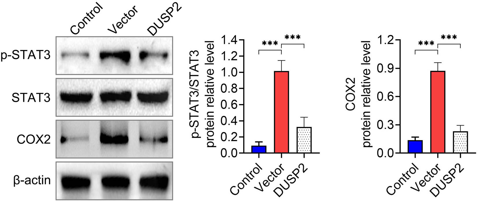 Figure 4
DUSP2 inhibits STAT3 activation. Expression of p-STAT3 and COX2 protein in kidney tissue of mice in each group. ***
P < 0.001 vs vector.