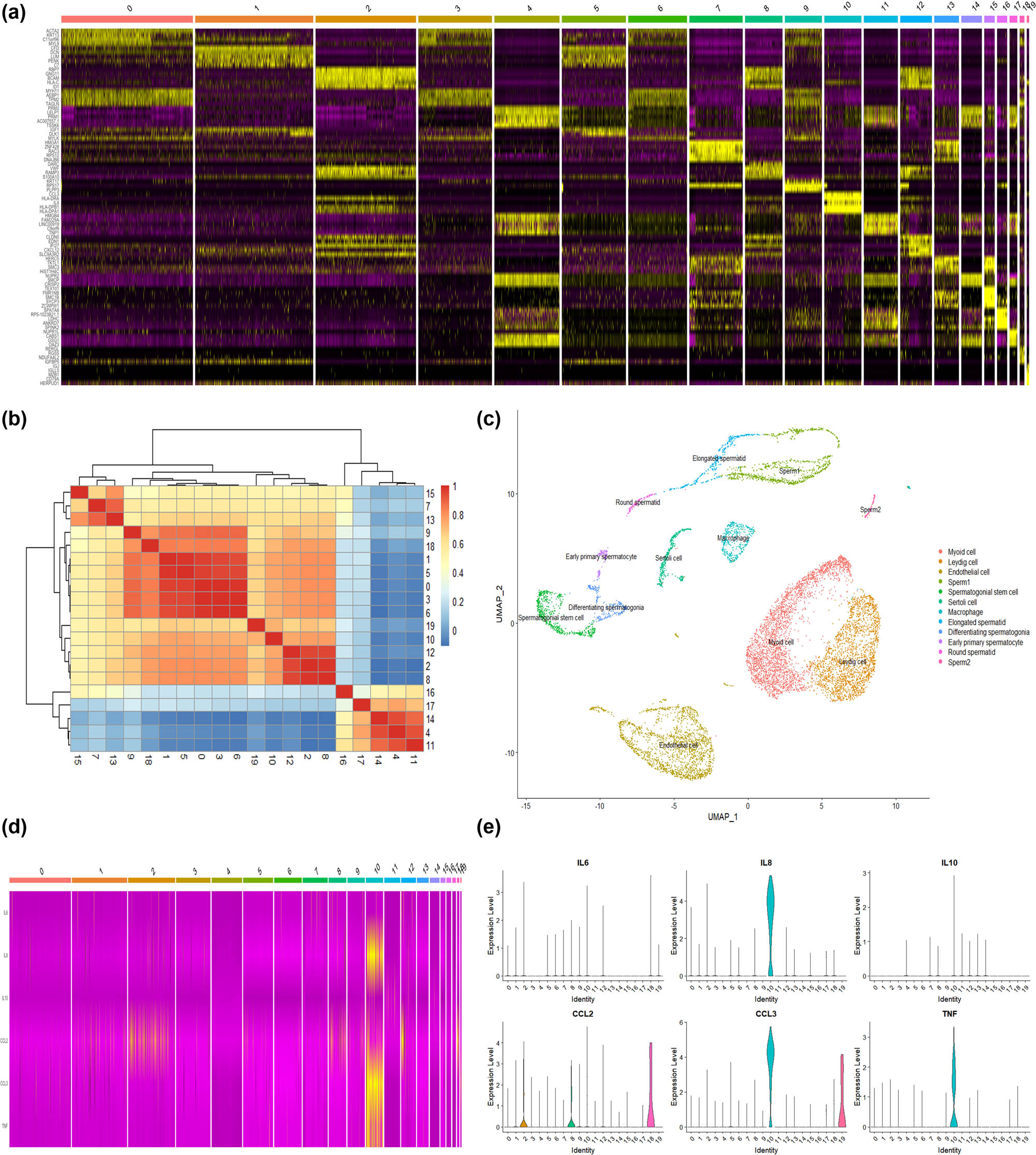 Figure 2
Identification of testicular cell clusters and cytokine expression: (a) heat map of cell clustering marker genes, (b) heat map of the correlation of each cell cluster, (c) the distribution of 12 cell clusters, (d) the heat map of the six cytokines selected in the integrated data set, and (e) the distribution of 6 cytokines in each cell cluster.