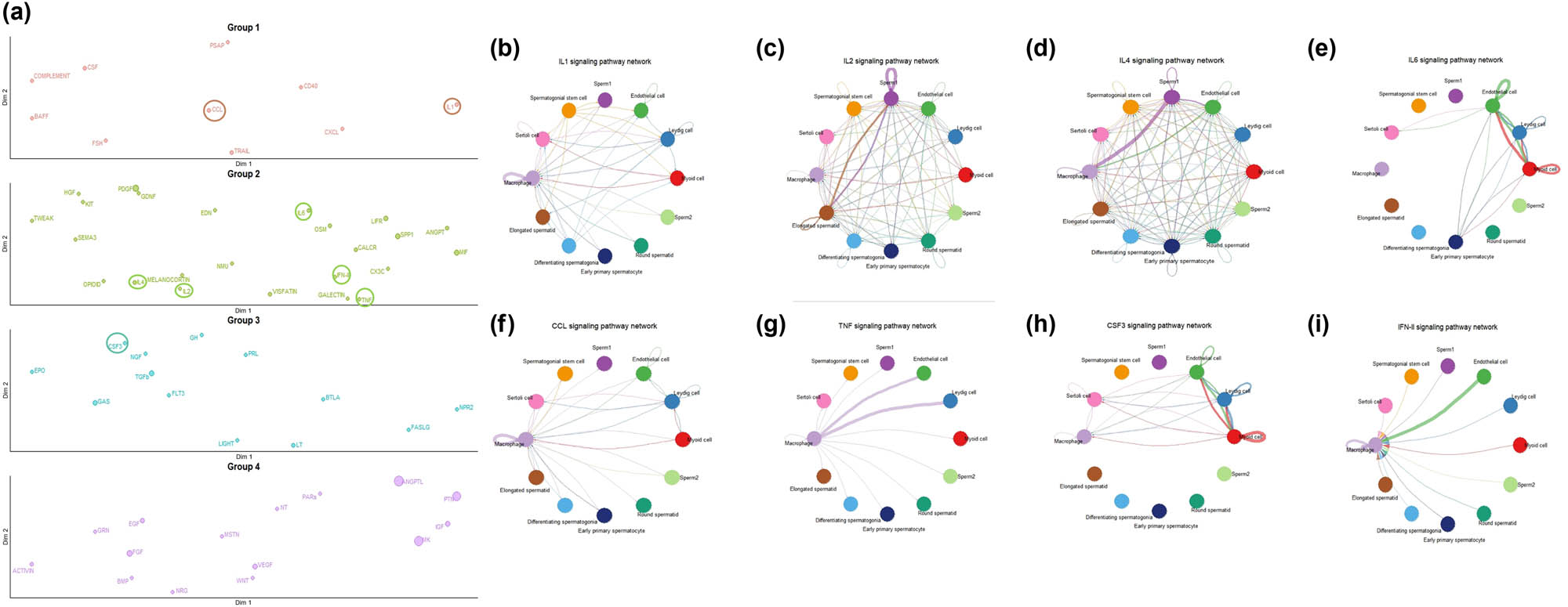 Figure 4
Key cytokines that play a central role in testicular cells. (a) According to function classification, eight key cytokines out of 13 cytokines play a role in testicular cells (circled part). (b) IL1 single pathway network of testicular cells, (c) IL2 single pathway network of testicular cells, (d) IL4 single pathway network of testicular cells, (e) IL6 single pathway network of testicular cells, (f) CCL single pathway network of testicular cells, (g) TNF single pathway network of testicular cells, (h) CSF3 single pathway network of testicular cells, and (i) IFN-Ⅱ single pathway network of testicular cells.