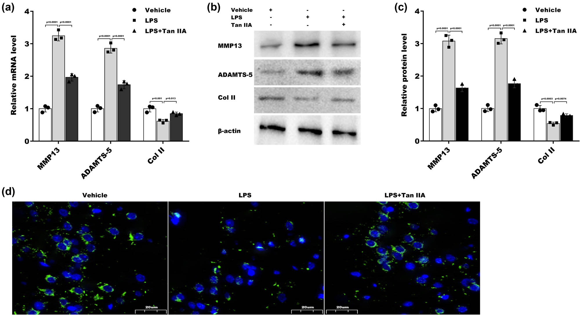 Figure 2 
                  Tan IIA alleviated LPS-induced chondrocyte injury: (a) ATDC5 cells were treated with LPS and Tan IIA for 48 h, and MMP13, ADAMTS5, and Col II mRNA levels were assessed by qRT‒PCR. (b and c) ATDC5 cells were treated with LPS and Tan IIA for 48 h, and MMP13, ADAMTS5, and Col II protein levels were assessed by western blotting. (d) IF analysis of Col II in ATDC5 cells after treatment with LPS in the presence or absence of Tan IIA for 48 h.
               