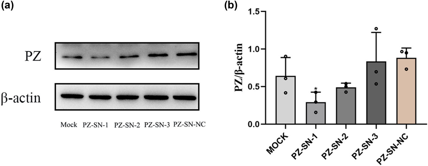 Figure 2 
                  Knocking-down efficiency of the PZ-siRNAs in A549 cells. (a) The levels of PZ in A549 cells transfected with indicated PZ-siRNAs (siPZ1-siPZ3) were detected by Western blot. The mock sample was treated with transfection reagent alone; the si-NC sample was transfected with noncoding siRNA (scramble control). (b) Relative levels of the PZ in the corresponding group are quantified by densitometry analysis from three independent assays. * indicates the significant difference between the groups (p < 0.05).
               