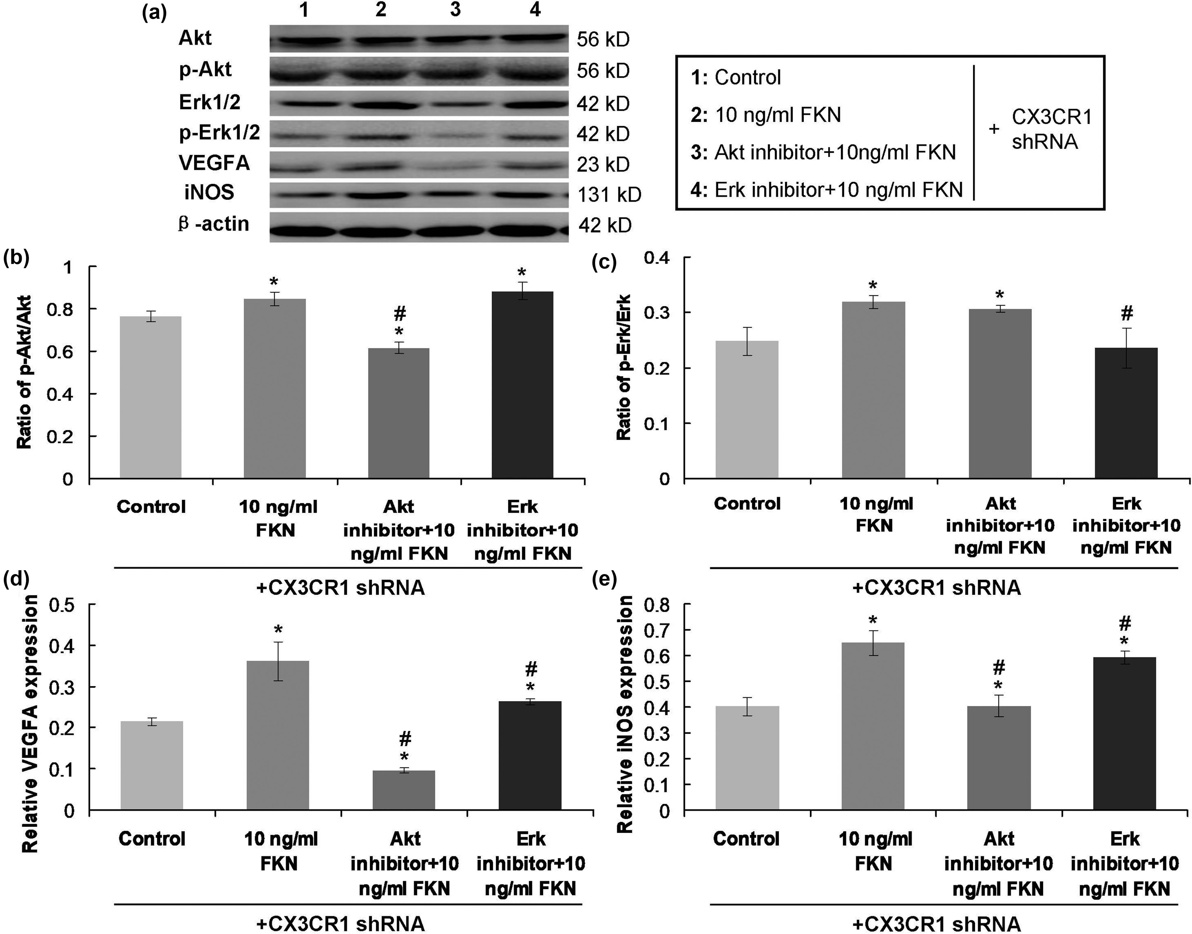 Figure 4
FKN and/or CX3CR1/Akt/Erk-inhibitor treatment on p-Akt/Akt ratio, p-Erk/Erk ratio, VEGF, and iNOS expression. (a) Western blot images for the expressions of molecules. (b) Comparison and analysis for ratios of p-Akt/Akt. (c) Comparison and analysis for ratios of p-Erk/Erk. (d) Comparison and analysis for expressions of VEGF molecule. (e) Comparison and analysis for expressions of iNOS molecule. *p < 0.05 versus Control group. #
p < 0.05 versus 10 ng/mL FKN treatment. FKN: fractalkine, CX3CR1: CX3C chemokine receptor 1, Akt: protein kinase B, p-Akt: phosphorylated Akt, Erk1/2: extracellular regulated kinase1/2, p-Erk1/2: phosphorylated extracellular regulated kinase1/2, VEGFA: vascular endothelial growth factor A, iNOS: inducible nitric oxide synthase.