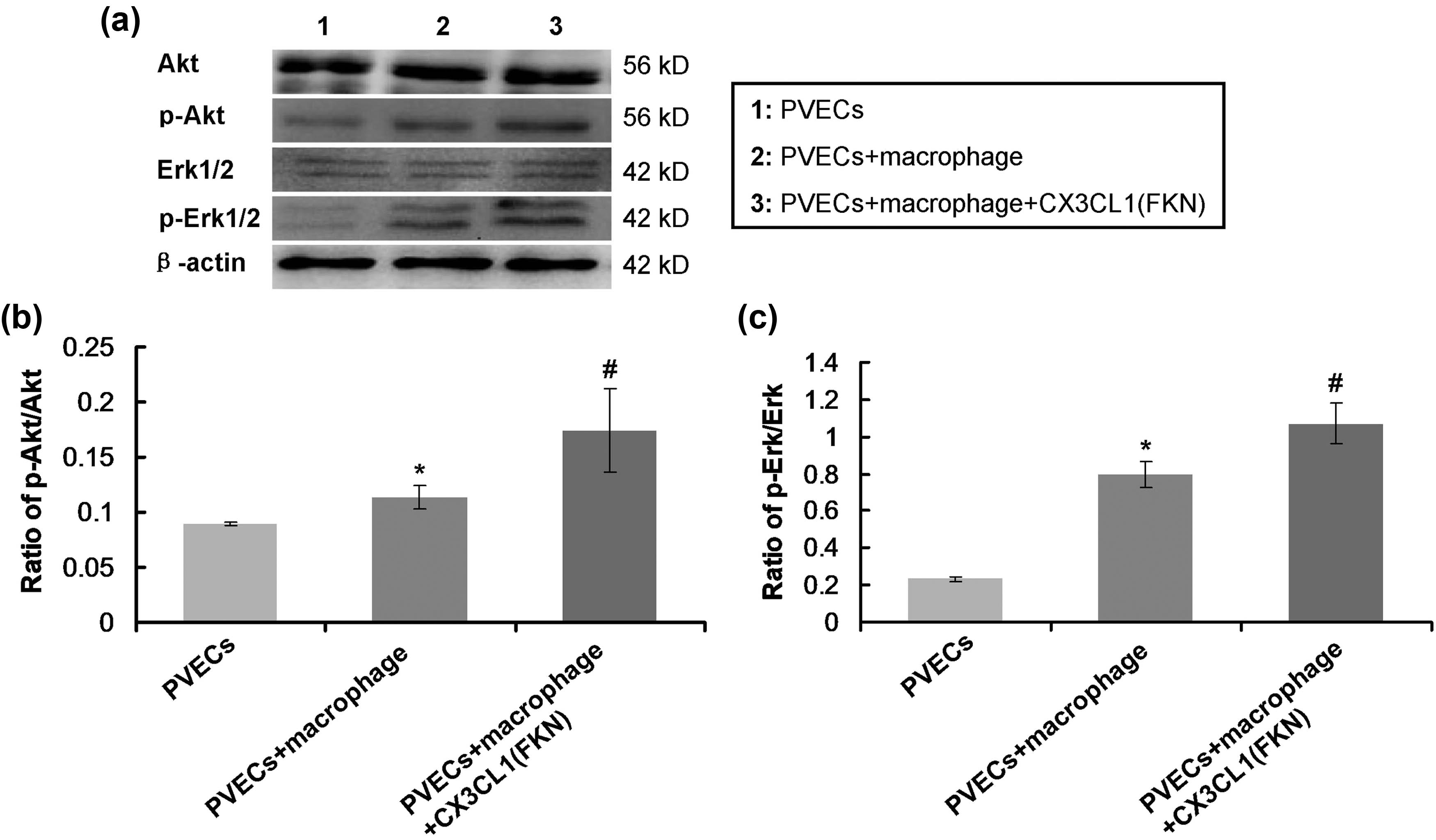 Figure 6
FKN-treated macrophages triggered the Akt/Erk signaling pathway in PVECs. (a) Western blot images for Akt/Erk signaling pathway associated molecules. (b) Analysis and comparison for ratio of p-Akt/Akt. (c) Analysis and comparison for ratio of p-Erk/Erk. *p < 0.05 versus PVECs group. #
p < 0.05 versus PVECs + macrophage group. PVECs: pulmonary vascular endothelial cells, Akt: protein kinase B, p-Akt: phosphorylated Akt, E rk1/2: extracellular regulated kinase1/2, p-Erk1/2: phosphorylated extracellular regulated kinase1/2.