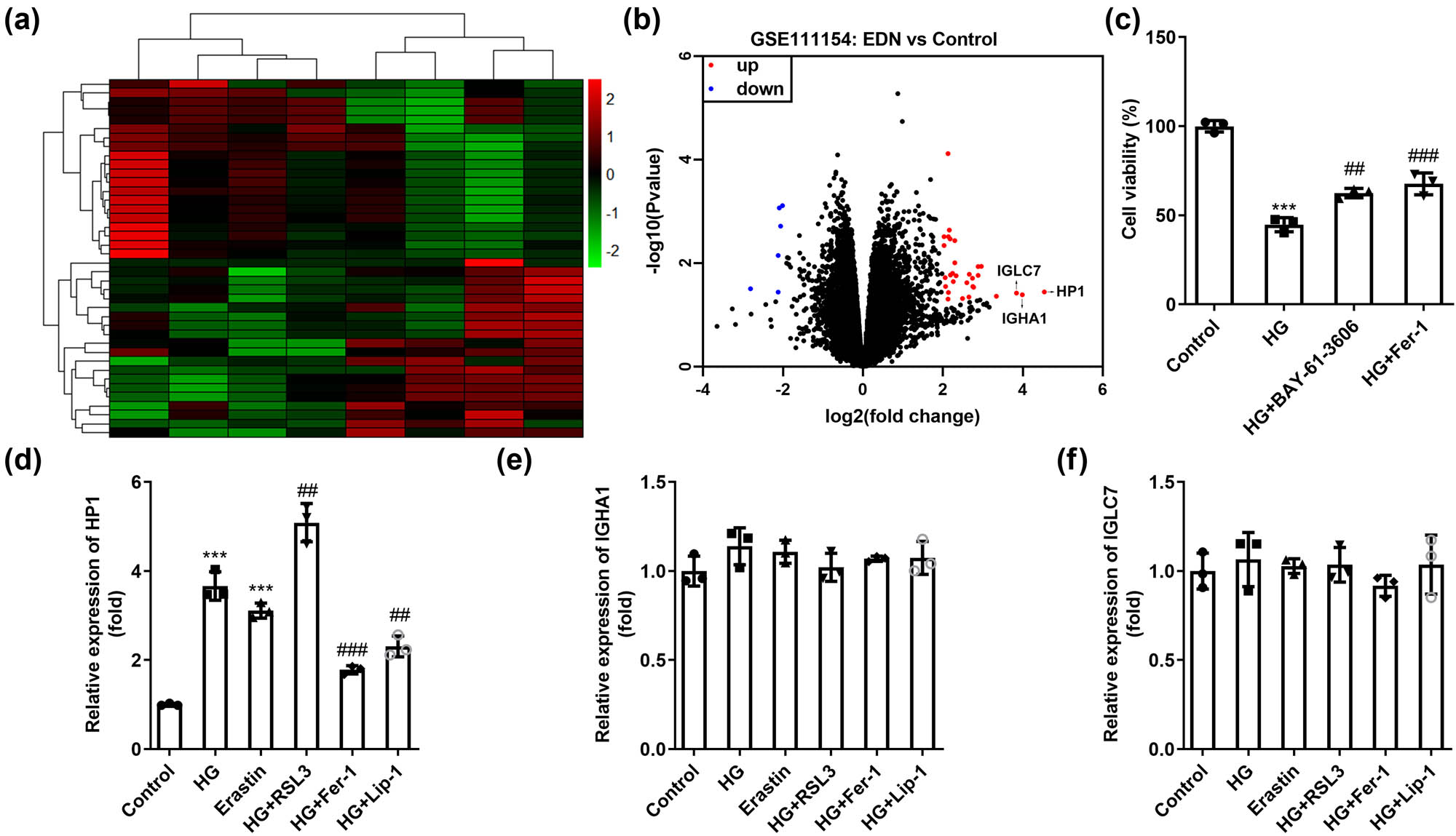 Figure 1 
                  HP1 is a ferroptosis-related gene in DN. (a) The heat map and (b) volcano map of DN-related gene data obtained from GSE111154. (c) Cell viability of HK-2 cells evaluated by CCK-8 assay under the treatment of high glucose, an apoptosis inhibitor, and a ferroptosis inhibitor. (d–f) The first three genes (HP1, IGHA1, and IGLC7) with the most significant upregulation were evaluated in DN model cells under the induction of different ferroptosis agonists or inhibitors. ***p < 0.001 (vs control), ##
                     p < 0.01, ###
                     p < 0.001 (vs HG).
               
