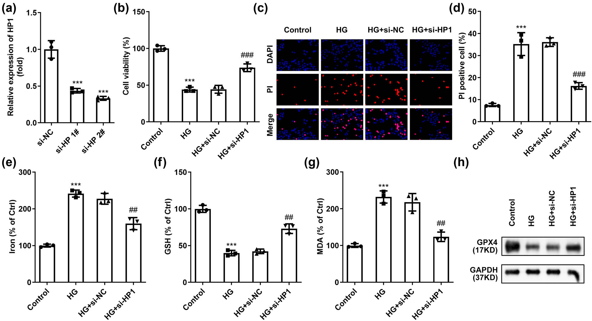 Figure 2 
                  Inhibition of HP1 suppresses ferroptosis induced by HG treatment. (a) HP1 level was validated using RT-qPCR after transfection. (b) Cell viability of HG treated HK-2 cells determined by CCK-8. (c) Cell apoptosis of HK-2 cells under different treatments was determined by DAPI/PI staining. (d–g) Iron, MDA, and GSH levels were combined to evaluate ferroptosis. (h) Representative western blot images of GPX4 protein. ***p < 0.001 (vs si-NC or control), ##
                     p < 0.01, ###
                     p < 0.001 (vs HG + si-NC). Western blot analysis was performed three times.
               