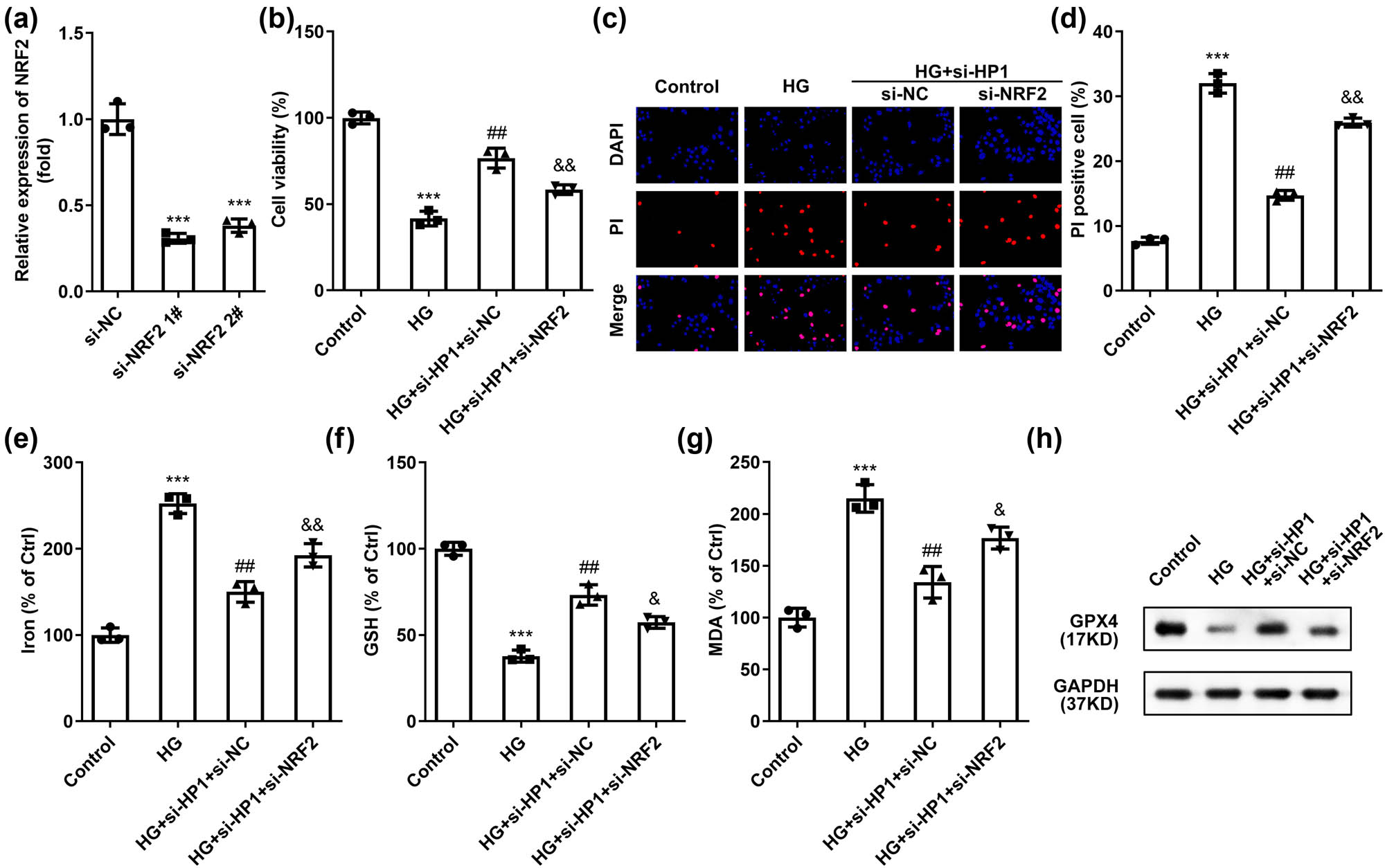Figure 4 
                  HP1 regulates HG-induced ferroptosis via NRF2 signaling pathway. (a) NRF2 level was validated using RT-qPCR after transfection. (b) Cell viability of HG treated cells determined by CCK-8. (c) Cell apoptosis of HK-2 cells under different treatment was determined by DAPI/PI staining. (d–g) Iron, MDA, and GSH levels were combined to evaluate ferroptosis. (h) Representative western blot images of GPX4 protein. ***p < 0.001 (vs si-NC or control), ##
                     p < 0.01 (vs HG), &
                     p < 0.05, &&
                     p < 0.01 (vs HG + si-HP1 + si-NC). Western blot analysis was performed three times.
               