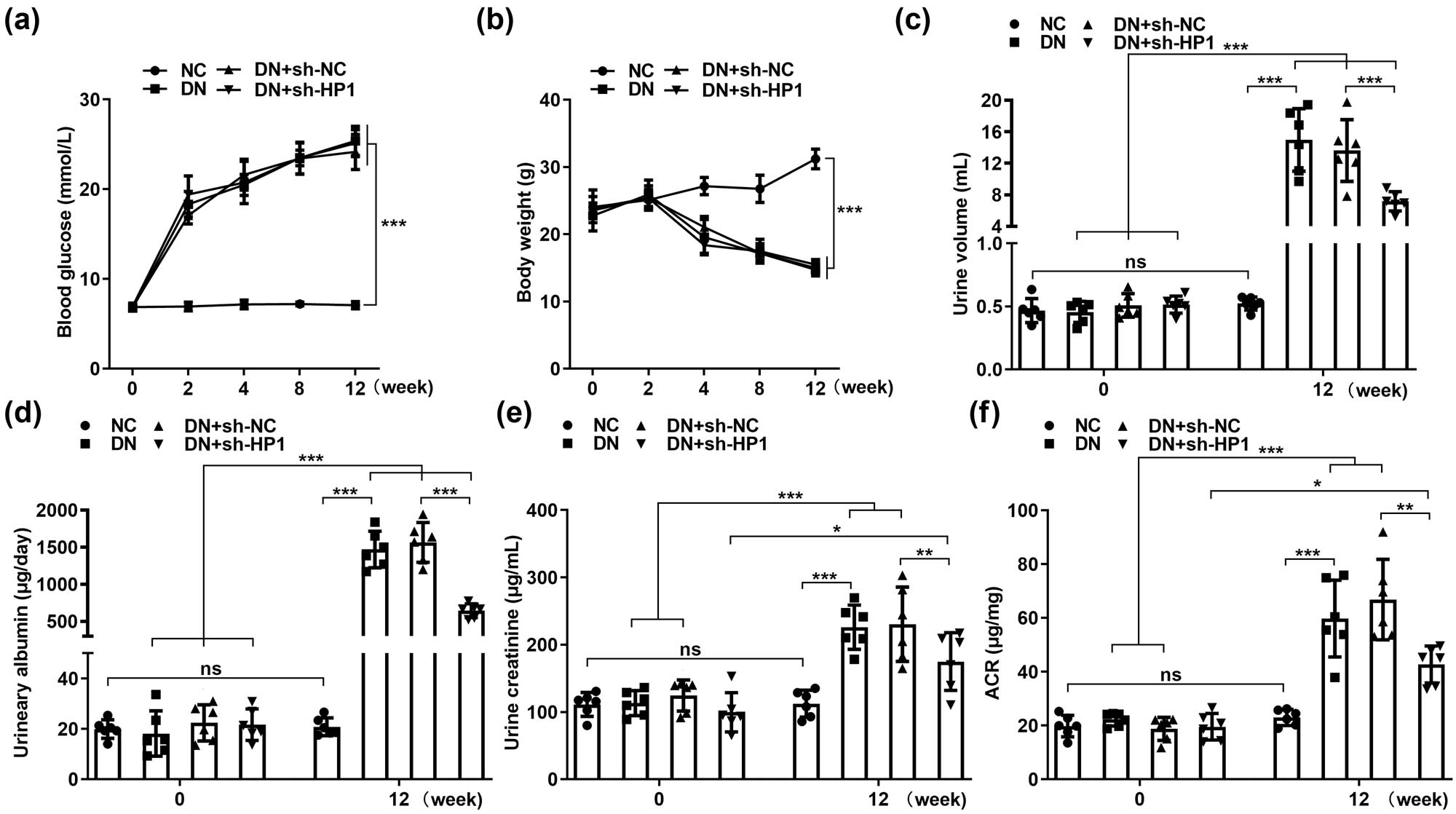 Figure 6 
                  Knockdown of HP1 alleviated renal injury of DN mice by suppressing ferroptosis. (a) Blood glucose, (b) body weight, (c) urine volume, (d) urinary albumin, (e) urinary creatinine, and (f) ACR ratio were evaluated in DN groups with different treatments. *p < 0.05, **p < 0.01, ***p < 0.001.
               