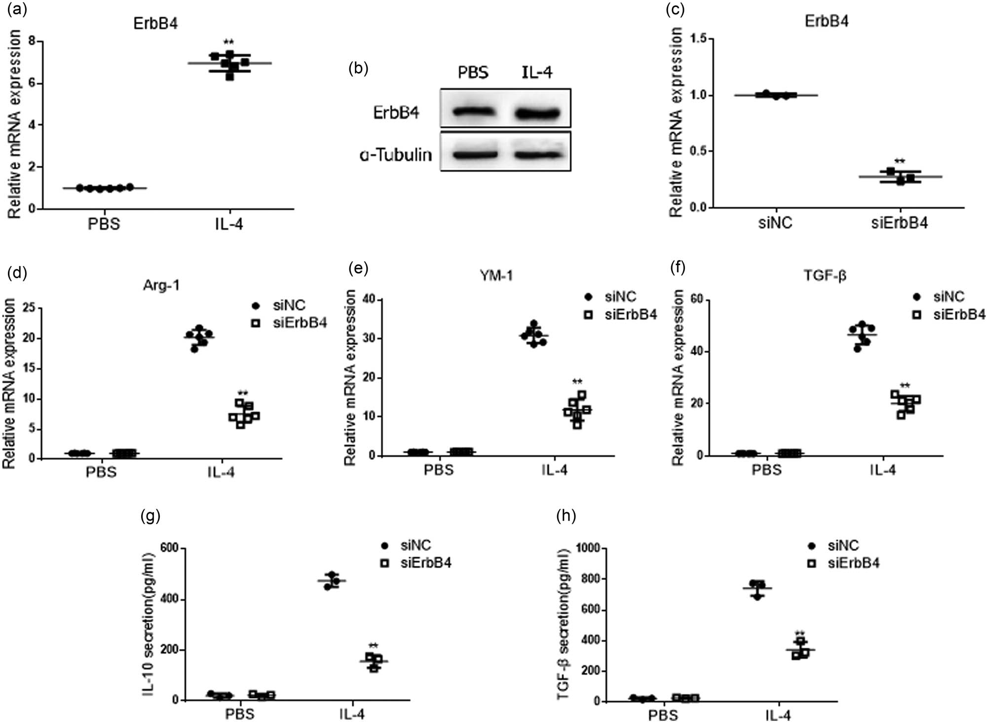 Figure 2 
                  M2 activation of MH-S cells after knocking down ErbB4. Treated with IL-4 for 48 h, the mRNA level of ErbB4 was detected by qPCR (a), and the protein expression of ErbB4 was detected by western blot in MH-S cells (b). ErbB4 siRNA was transfected into MH-S cells, and the level of ErbB4 mRNA was detected by qPCR (c). Treated with IL-4 for 48 h,the mRNA level of Arg-1,YM-1, and TGF-β was detected by qPCR (d–f), and the protein expression of IL-10,TGF-β was detected by ELISA kit in MH-S cells (g and h). n = 3, **, p < 0.01.
               