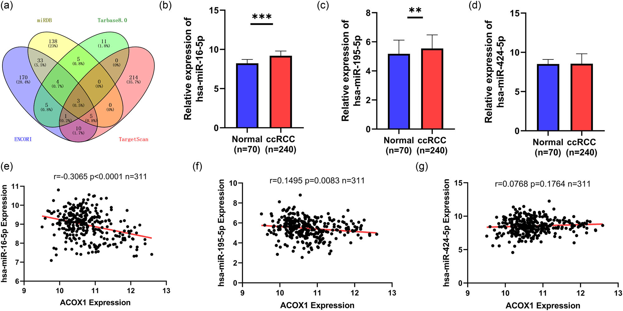 Figure 4 
                  miR-16-5P may target the regulation of ACOX1 in ccRCC. (a) Three microRNAs were predicted to target the regulation of ACOX1 using miRDB,Tarbase8.0, ENCORI, and TargetScan. (b–d) Analysis of mRNA levels of three microRNAs in ccRCC based on the TCGA database in 240 ccRCC tissues and 70 normal tissues. (e–g) Correlation of three microRNAs with ACOX1 in ccRCC.
               
