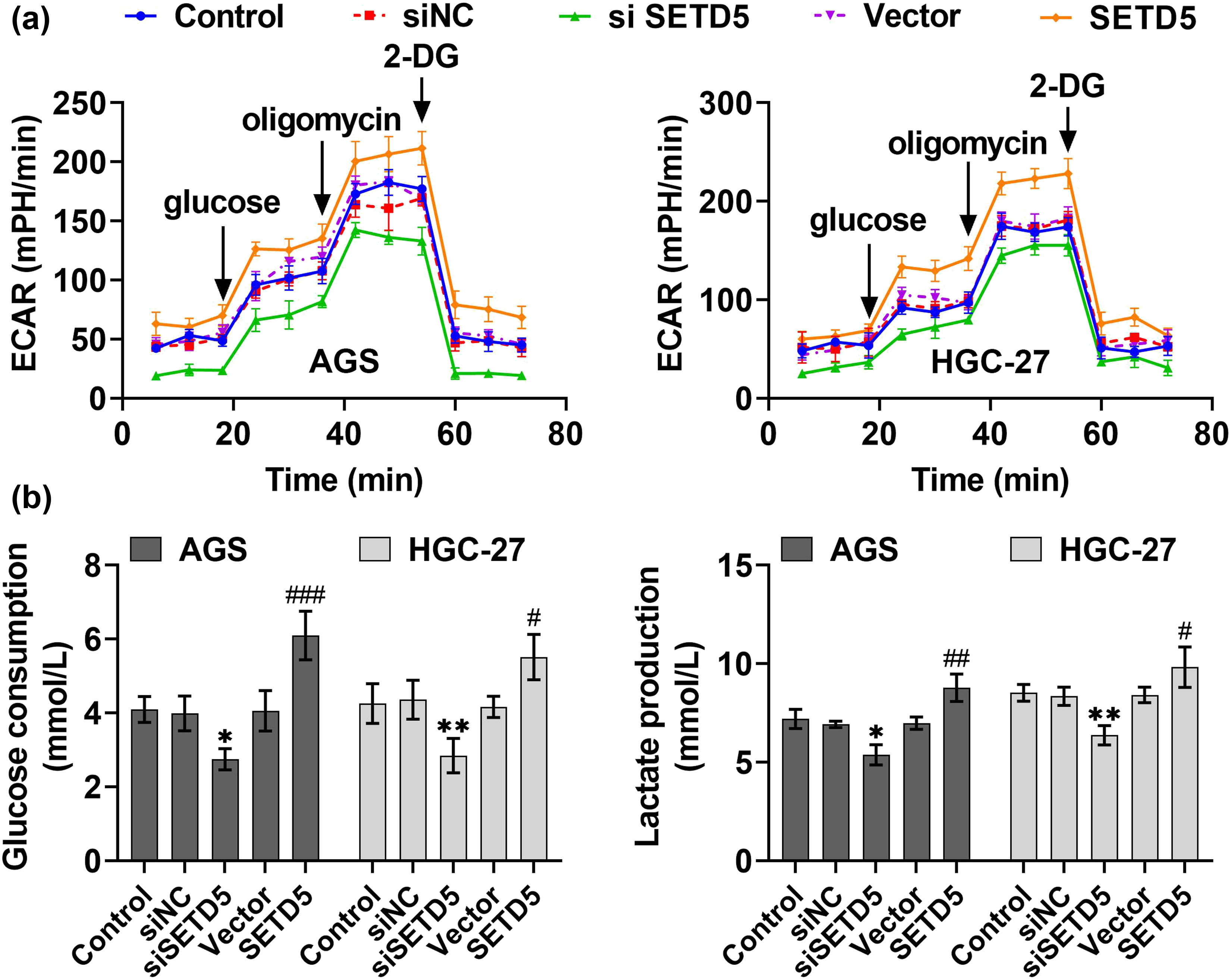 Figure 4 
                  SETD5 ablation suppressed the glucose consumption in GC cells. (a) OCR and ECAR levels of AGS and HGC-27 cells upon the indicated transfection. (b) Glucose uptake assays showed the relative glucose uptake capacity of AGS and HGC-27 cells upon the indicated transfection. #
                     p < 0.05, ##
                     p < 0.01, ###
                     p < 0.001, SETD5 vs control; *p < 0.05, **p < 0.01, ***p < 0.001. siSETD5 vs siControl.
               