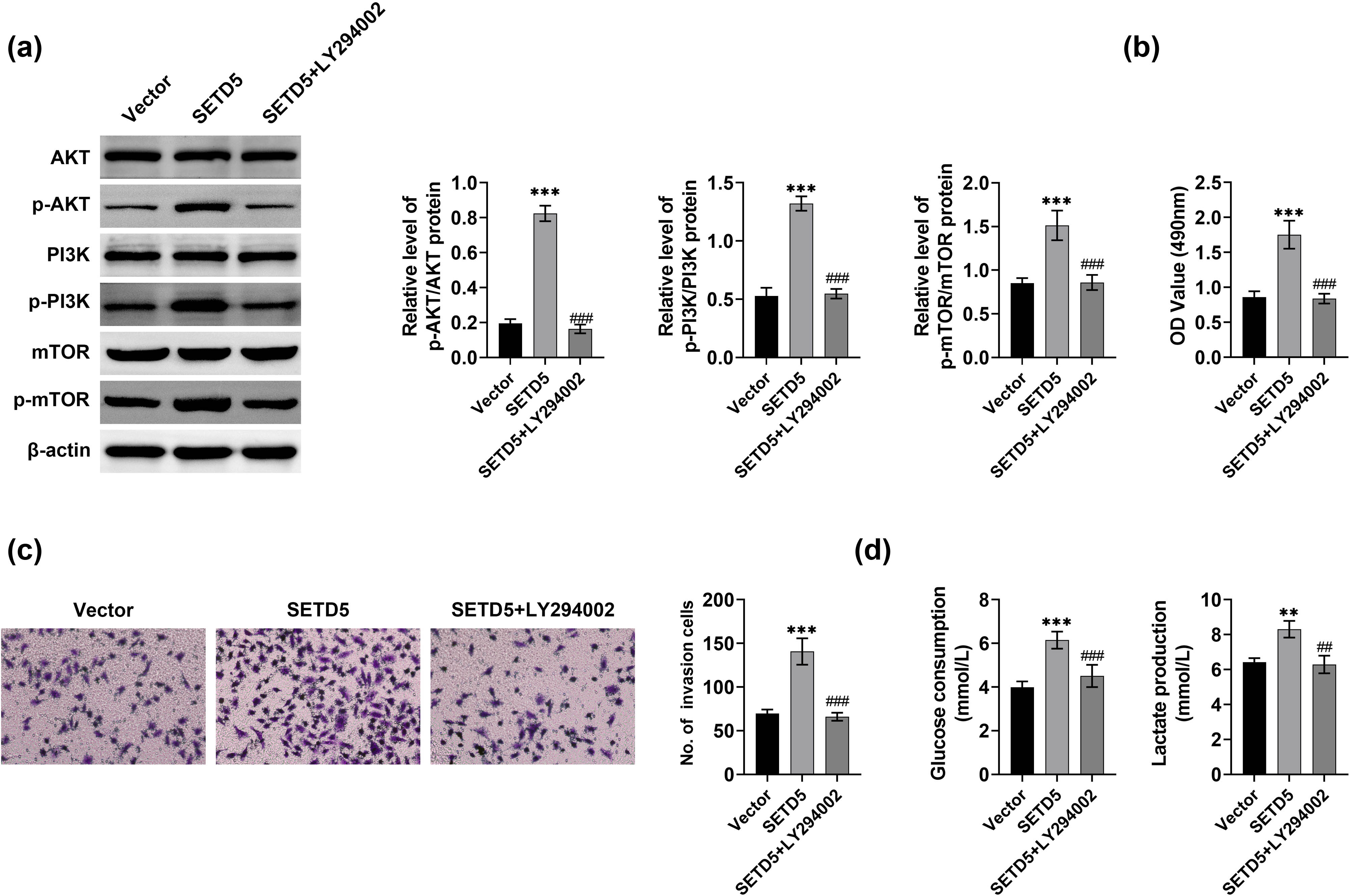 Figure 6 
                  SETD5 knockdown suppressed GC cell glycolysis and growth. (a) Immunoblot showed the expression of AKT, p-AKT, PI3K, p-PI3K, mTOR, and p-mTOR in AGS cells upon the indicated treatment. (b) MTT assays showed the OD value at 490 nm wavelength of AGS cells upon the indicated treatment at 48 h. (c) Transwell assay showed the invasion capacity of AGS cells upon the indicated treatment. (d) Glucose uptake assays showed the relative glucose uptake and lactate production capacity of AGS cells upon the indicated treatment. **p < 0.01, ***p < 0.001. SETD5 vs Vector. ###
                     p < 0.001, SETD5 + LY294002 vs SETD5.
               