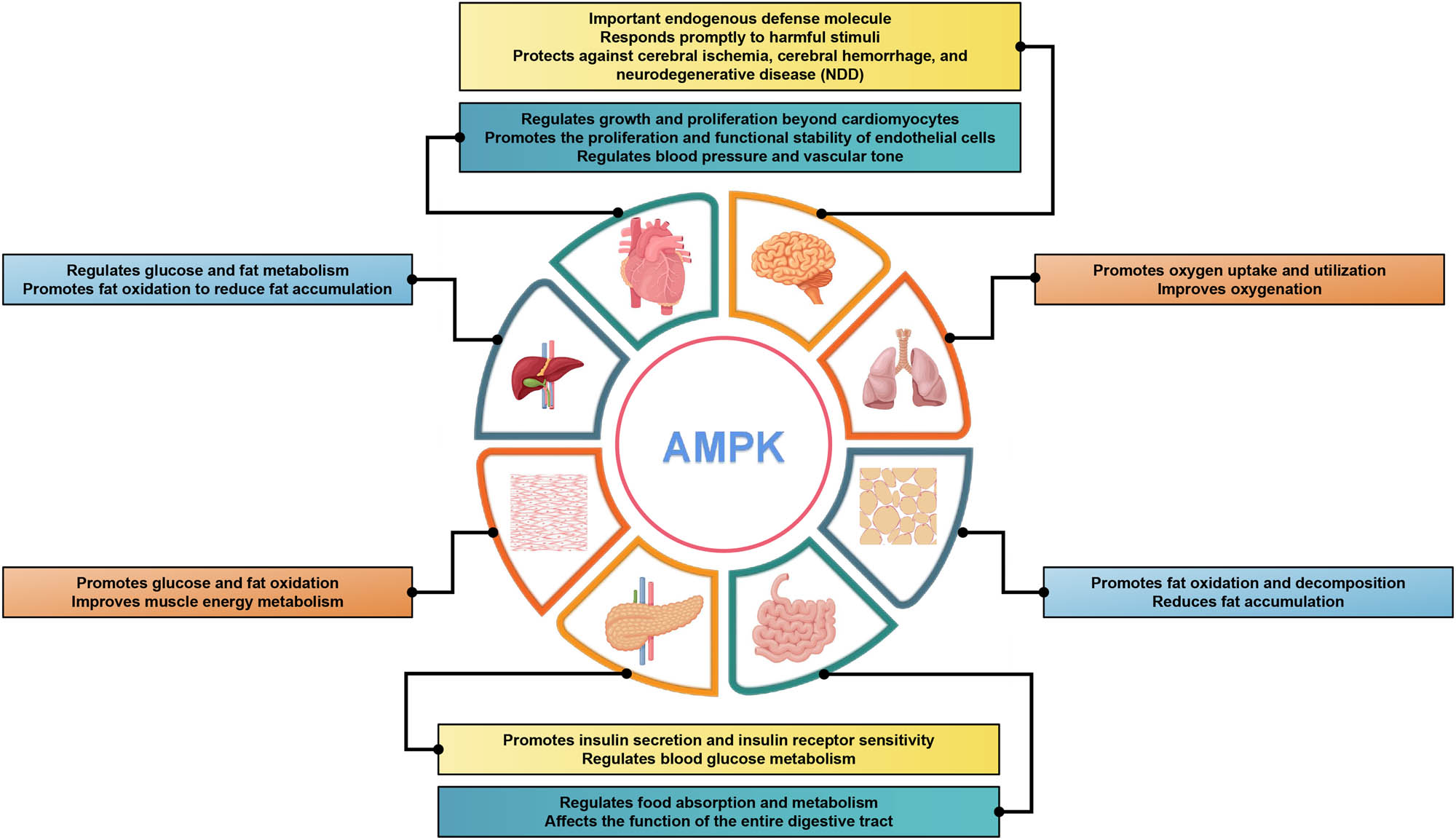 Figure 1 
                  AMPK regulation in different tissues and organs. Diagram of a human body with different organs highlighted and labeled with the specific regulatory roles of AMPK in each organ. Overall, this comprehensive depiction of AMPK’s distinctive regulatory roles across various tissues and organs emphasizes its paramount importance in maintaining optimal physiological function and overall well-being. Understanding the multifaceted functions of AMPK holds potential for targeted therapeutic approaches in metabolic disorders, CVDs, neurological conditions, and respiratory ailments.
               