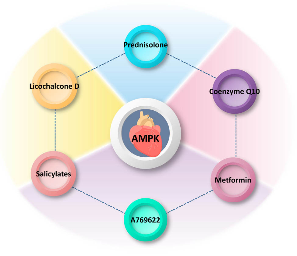 Figure 3 
                  Interactions of molecules/drugs with AMPK in the heart. The diagram illustrates several molecules/drugs that interact with AMPK specifically in the heart, a crucial organ involved in cardiovascular health. Prednisolone: a synthetic corticosteroid commonly used as an anti-inflammatory and immunosuppressant agent. Prednisolone may modulate the activity of AMPK in the heart, potentially influencing downstream signaling pathways involved in cardiac metabolism, inflammation, and oxidative stress. Licochalcone D: a natural flavonoid found in licorice root, known for its antioxidant and anti-inflammatory properties. Licochalcone D has been reported to activate AMPK in the heart, suggesting its potential cardioprotective effects by enhancing cellular energy regulation, reducing oxidative damage, and modulating inflammatory responses. Salicylates: salicylates have been shown to activate AMPK in the heart, indicating their potential in ameliorating cardiac dysfunction through effects on glucose metabolism, mitochondrial function, and oxidative stress. Coenzyme Q10: a naturally occurring compound involved in cellular energy production. Coenzyme Q10 has been reported to regulate AMPK activity in the heart, potentially improving myocardial energy metabolism, protecting against oxidative damage, and promoting overall cardiac health. Metformin: a widely prescribed drug for the treatment of type 2 diabetes. Metformin activates AMPK in the heart, leading to beneficial effects on glucose metabolism, mitochondrial function, calcium handling, and overall cardiac performance. A769622: an experimental small molecule compound targeting AMPK activation. A769622 has been studied for its potential cardioprotective effects by enhancing cardiac energy metabolism, attenuating hypertrophy, improving contractility, and reducing cardiac ischemic injury.
               