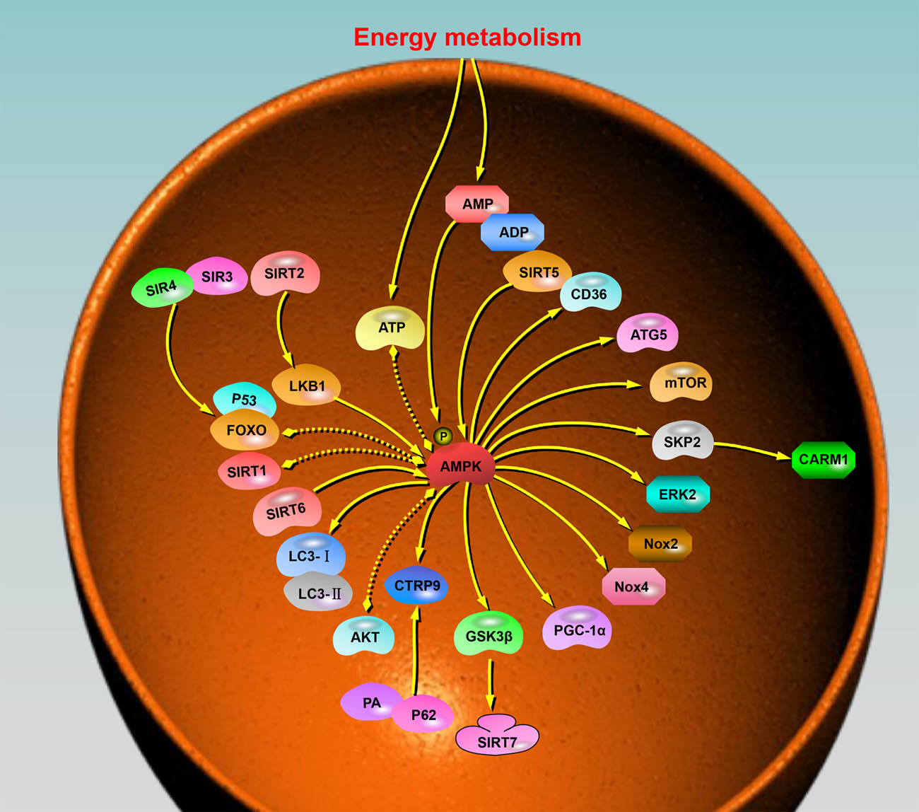 Figure 4 
               Molecular pathways triggered by or associated with AMPK during cardiac aging. AMPK is crucial in regulating energy metabolism, autophagy, and protein synthesis in the heart. The diagram illustrates the interactions of multiple molecules with AMPK. The arrows within the diagram indicate the general direction of action or influence between AMPK and the respective molecules. These arrows represent the regulatory effects exerted by AMPK on the molecules or vice versa. Furthermore, the presence of dotted double arrows in the diagram signifies the existence of mutual regulation between AMPK and the associated molecules. This mutual regulation suggests a bidirectional influence, where AMPK affects the activity or function of the molecules, while the molecules, in turn, impact AMPK signaling or activity.
            