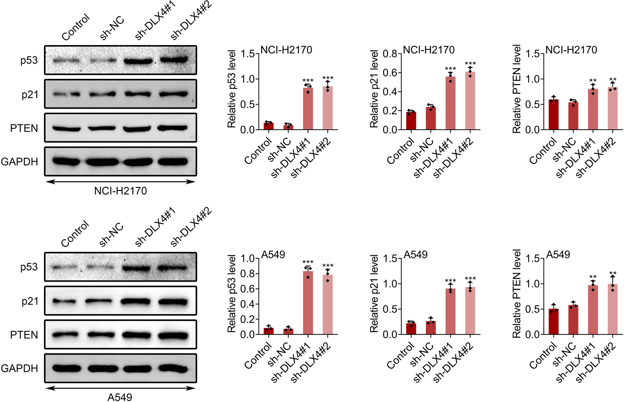 Figure 4 
                  Effect of DLX4 knockdown on p53, p21, and PTEN. Immunoblot showed the expression of p53, p21, and PTEN in NCI-H2170 and A549 cells upon the indicated transfection. Data were presented as mean ± SD, *p < 0.05, **p < 0.01, ***p < 0.001. NC: negative control.
               