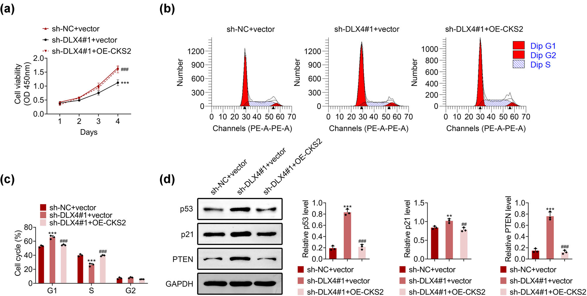 Figure 6 
                   Knockdown of DLX4 inhibited NSCLC progression by downregulating CKS2. (a) CCK-8 assays showed the OD value at 450 nm wavelength in NCI-H2170 cells upon the indicated transfection. (b) Colony formation assays showed the colony numbers of NCI-H2170 cells upon the indicated transfection. (c) Immunoblot showed the expression of p53, p21, and PTEN in NCI-H2170 cells upon the indicated transfection. (d) Immunoblot showed the expression of p53, p21, and PTEN in NCI-H2170 cells upon the indicated treatment. Data were presented as mean ± SD, ***p < 0.001 vs sh-NC-vector, ##
                     p < 0.01, ###
                     p < 0.001 vs shDLX4#1 + vector. NC: negative control.
               