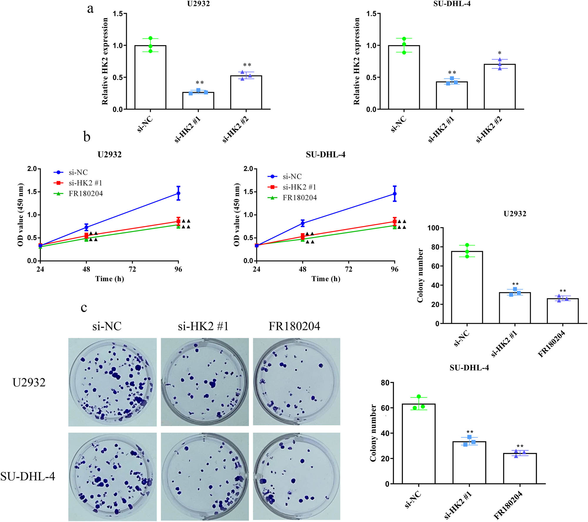 Figure 2 
                  HK2 knockdown inhibits U2932 and SU-DHL-4 cell proliferation in vitro. (a) HK2 was knocked down in U2932 and SU-DHL-4 cells using siRNAs. (b) The viability of HK2-silenced and FR180204-treated (5 μM) U2932 and SU-DHL-4 cells was assessed using the CCK-8 assays. (c) Colony formation assays were used to assess the clone numbers of HK2-silenced and FR180204-treated U2932 and SU-DHL-4 cells. *P < 0.05 and **P < 0.01 versus the si-NC group.
               