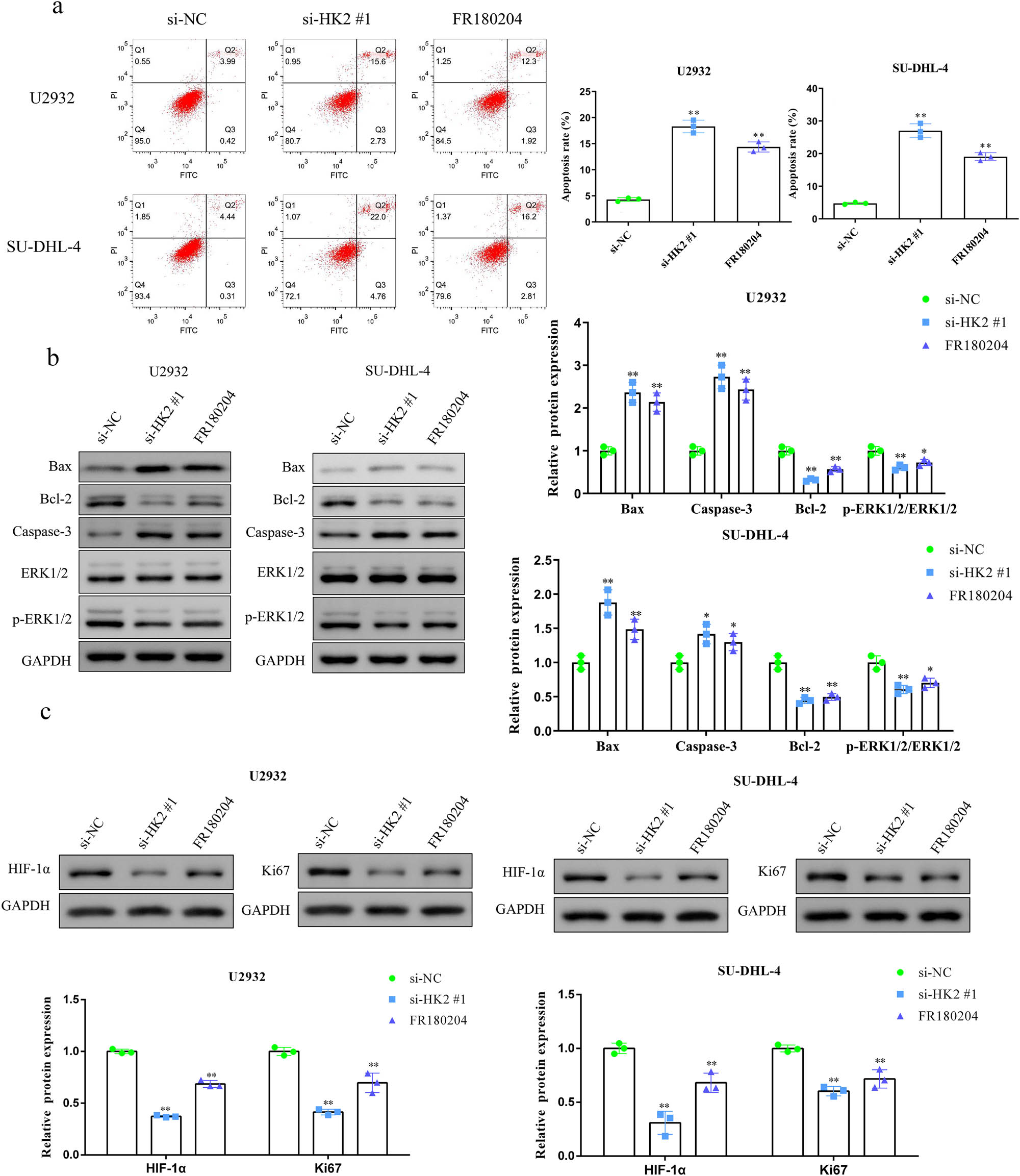 Figure 4 
                  HK2 knockdown promotes U2932 and SU-DHL-4 cell apoptosis in vitro. (a) Flow cytometry assay was employed to measure U2932 and SU-DHL-4 cell apoptosis. (b) Representative blots and statistical analysis of Bax, Bcl-2, caspase-3, ERK1/2, and p-ERK1/2 in HK2-silenced and FR180204-treated U2932 and SU-DHL-4 cells. (c) Representative blots and statistical analysis of HIF-1α and Ki67 in HK2-silenced and FR180204-treated U2932 and SU-DHL-4 cells. *P < 0.05 and **P < 0.01 versus the si-NC group.
               