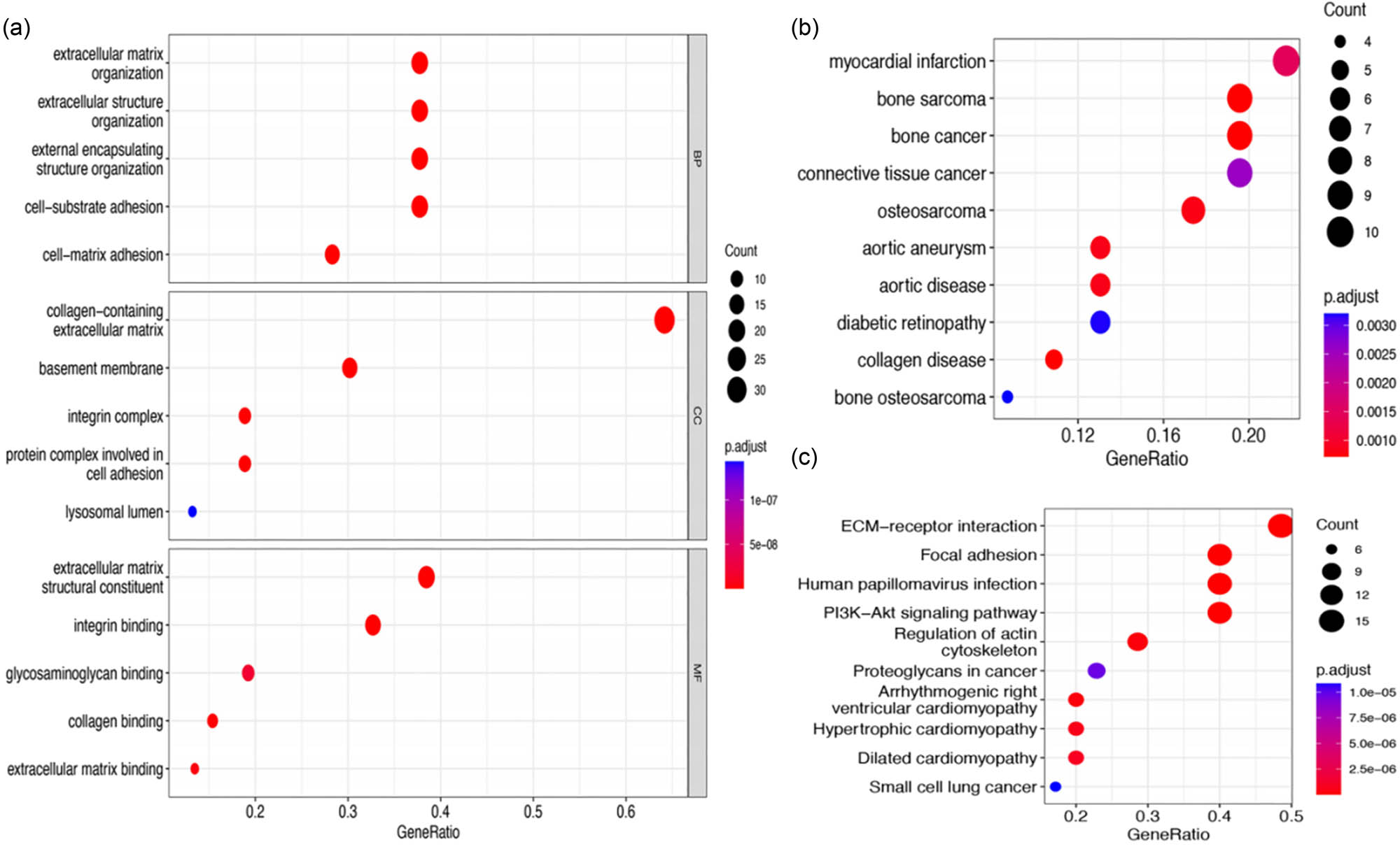 Figure 2 
                  Enrichment analysis graph. (a) GO functional enrichment analysis; (b) DO disease enrichment analysis; and (c) KEGG pathway enrichment analysis.
               