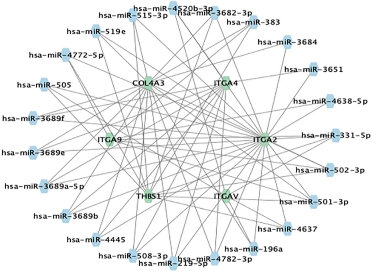 Figure 7 
                  mRNA–miRNA regulatory network. A total of 25 miRNAs were anticipated to be linked with the hub genes.
               