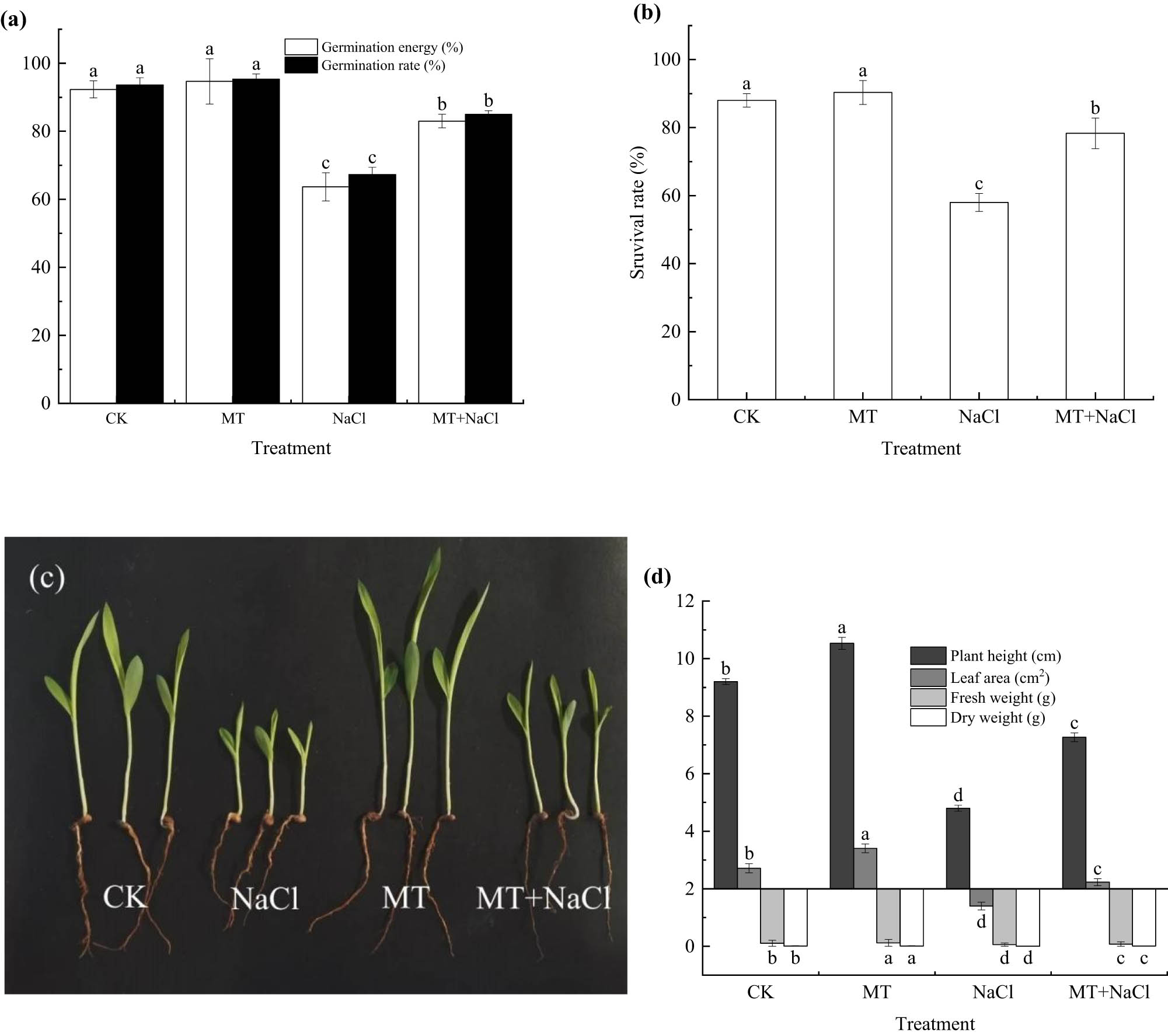 Figure 1 
                  Seed germination (a), seedling survival rate (b), and growth performance (c and d) of sorghum treated with and without melatonin under salt stress. Error bars represent standard deviation of the mean (n = 3). Different letters above error bars indicate significant differences among the treatments at the 0.05 level.
               