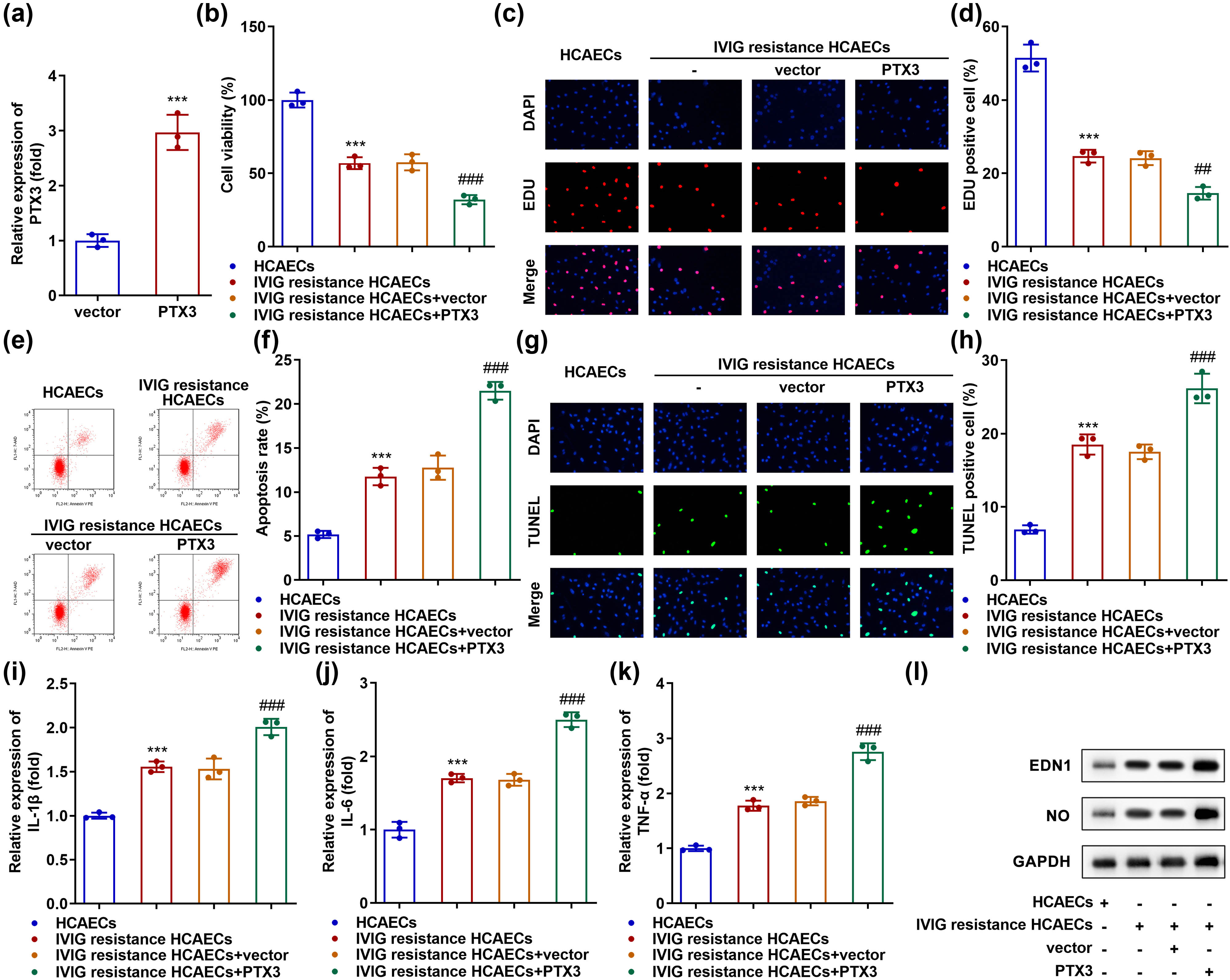 Figure 3 
                  Overexpression of PTX3 promotes IVIG resistance-induced endothelial injury. (a) Levels of PTX3 were examined using qRT-PCR in the empty vector- and PTX3 overexpression vector-transfected HCAECs. (b) CCK-8 and (c and d) EdU assays were used to evaluate cell proliferation. (e and f) Flow cytometry and (g and h) TUNEL analysis evaluated apoptosis. qRT-PCR analyses were used to measure the levels of inflammatory factors (i) IL-1β, (j) IL-6, and (k) TNF-α. (l) Western blotting was performed to measure the protein levels of EDN1 and NO. ***P < 0.001, ##
                     P < 0.01, and ###
                     P < 0.001.
               