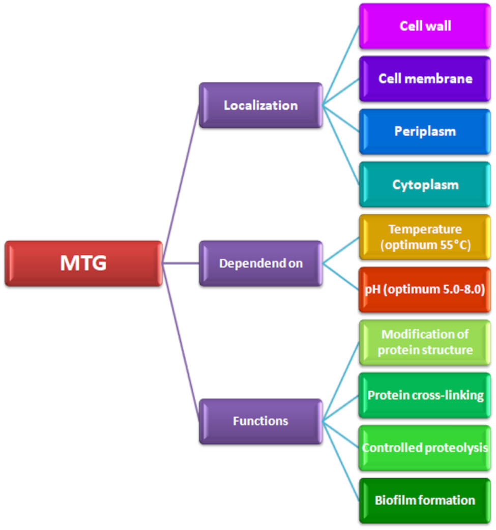 Figure 2 
                  Presentation of possible localisation, functions, and properties of microbiologically derived TGs.
               