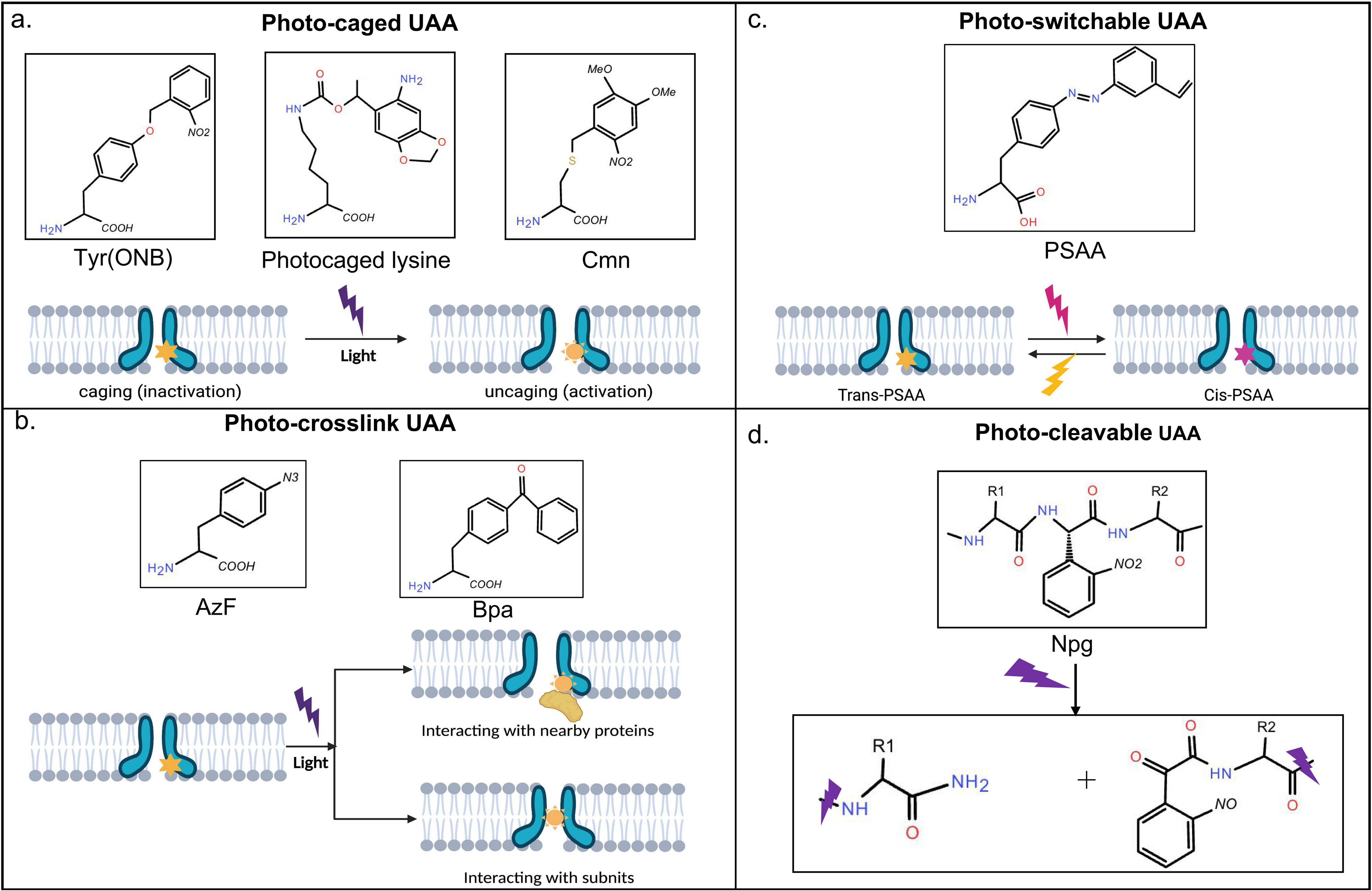 Figure 1 
               Four types of photo-sensitive UAAs. Here, we have shown the general properties of the same type UAAs when they are introduced into the specific site of the membrane protein. (a) Photo-caged UAAs. Several common photocage UAAs are shown from left to right. UAA photolysis by UV light (purple) releases the caged group and restores the activation. (b) Photo-crosslink UAAs. UV-induced photo-crosslinking to interact the target protein with the nearby protein; or photo-crosslinking UAAs introduced at key sites of the protein, physically link adjacent subunits. (c) Photo-switchable UAAs. They can rapidly turn receptor activity on or off by toggling between a cis (purple) and a trans configuration (blue), induced by two different wavelengths of light. (d) Photo-cleavable UAA. They have the characteristic to generate a “caged” protein backbone that can be cut in two upon UV illumination.
            