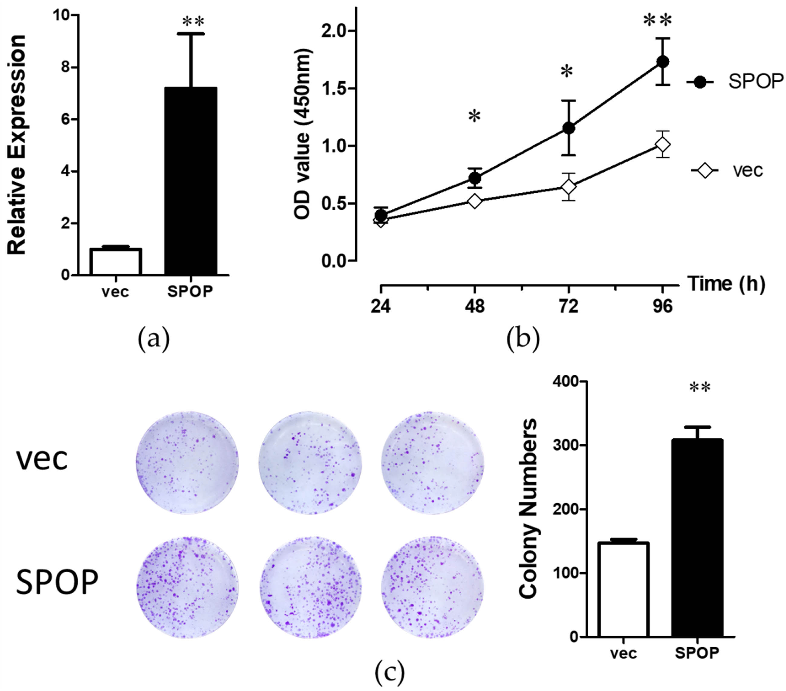 Figure 1
Overexpression of SPOP could facilitate the proliferation of human normal hepatocytes (WRL68). (a) Transfection efficiency of SPOP in WRL68 cells was measured by qRT-PCR. (b) Proliferative abilities of WRL68 cells in the SPOP group and the vec group were detected by CCK8 assay. (c) Colony formation assay detected the proliferations of WRL68 cells in the SPOP group and the vec group. *p < 0.05, **p < 0.01.
