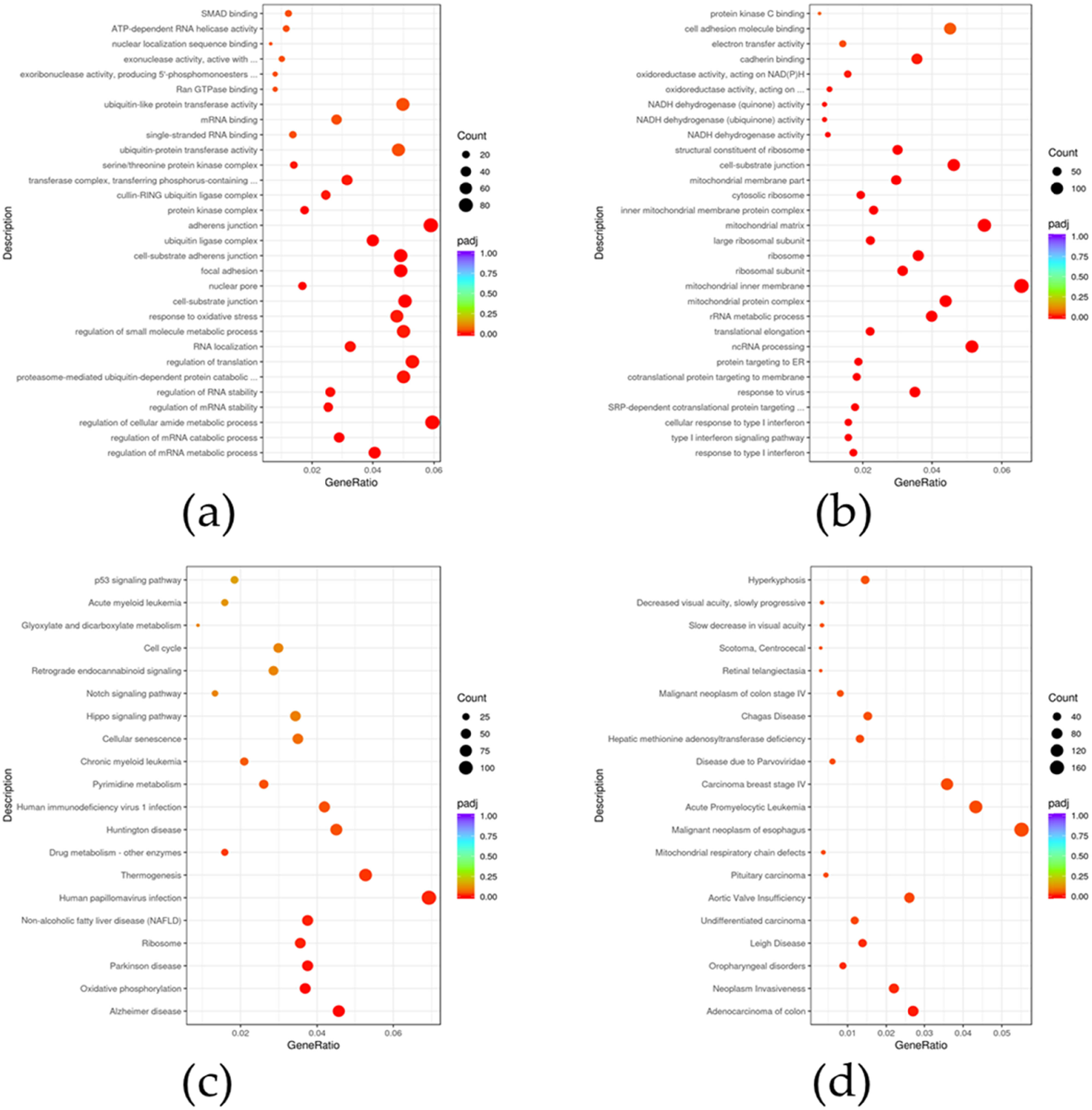 Figure 3
Potential biological functions of SPOP-related genes in WRL68 cells. (a) Top 30 most enriched GO terms of the upregulated DEGs. (b) Top 30 most enriched GO terms of the downregulated DEGs. (c) Top 20 most enriched KEGG pathways of all DEGs. (d) Top 20 most enriched DisGeNET lists of all DEGs.