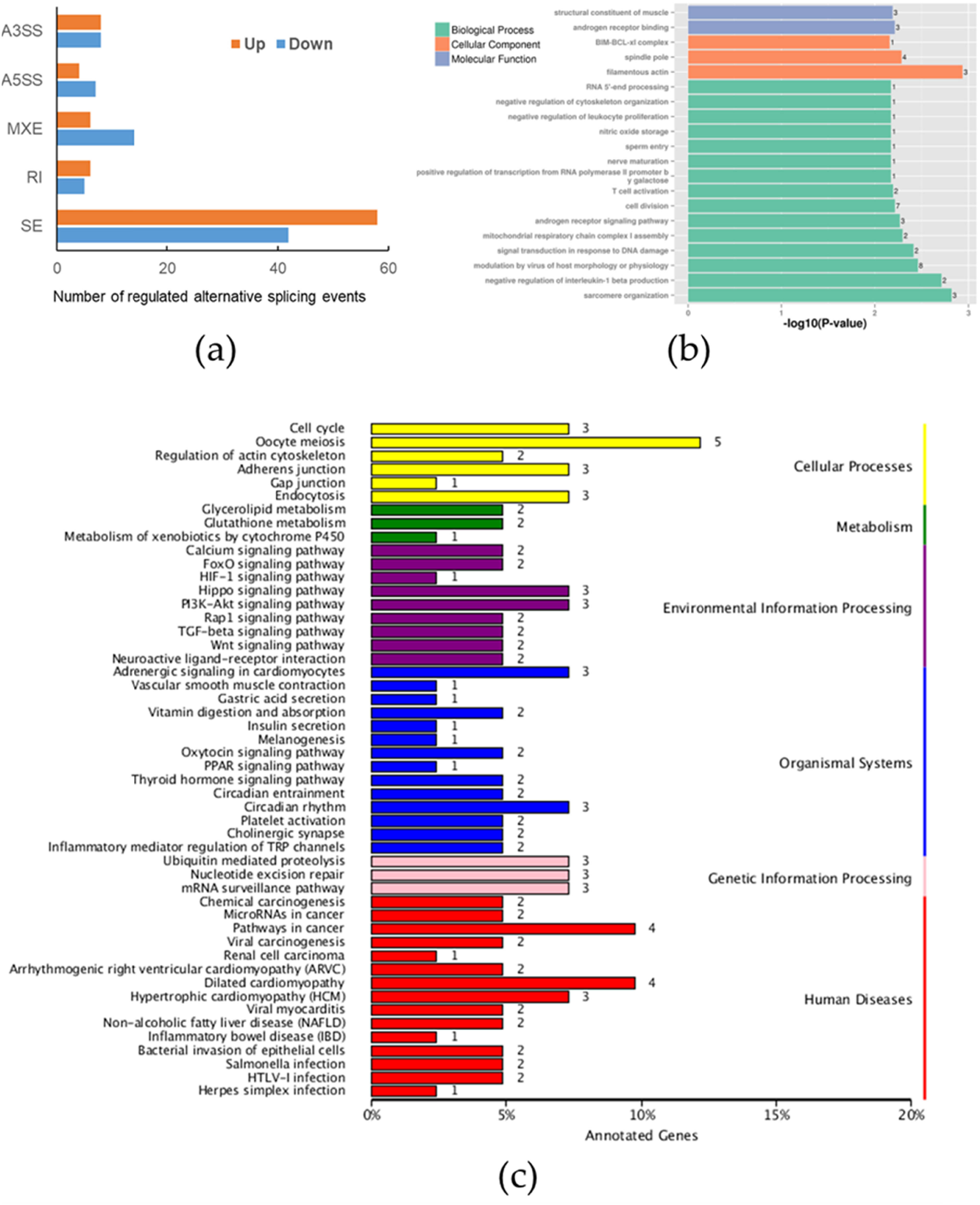 Figure 4
Enrichment biological function of SPOP RASEs in WRL68 cells. (a) Number of significant RASEs. (b) GO functional enrichment of different RASEs. (c) KEGG pathway enrichment analysis results: A3SS events, 11 A5SS events, 20 MXE events, 11 RI events, and 100 SE events.