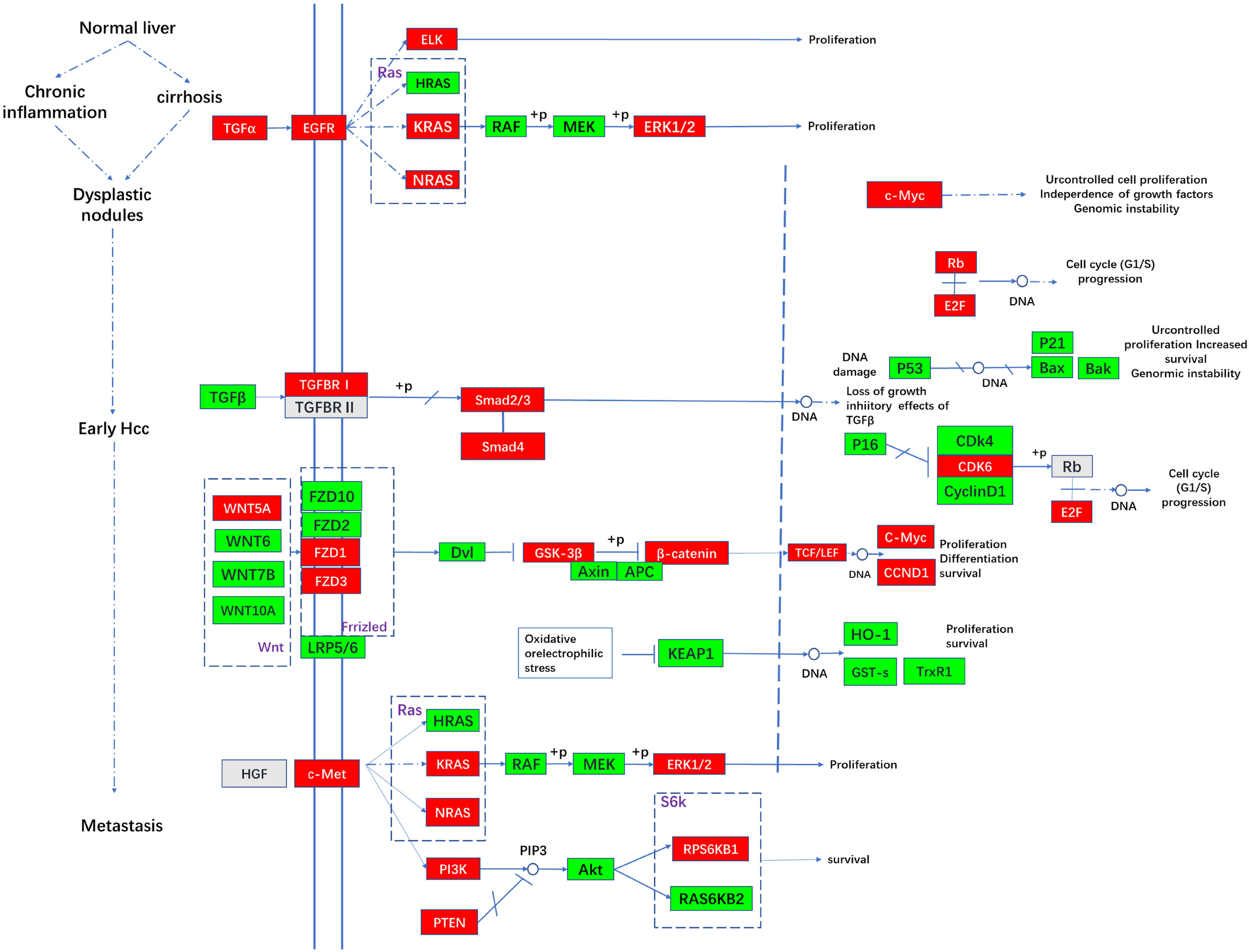Figure 6
HCC pathway modified by SPOP overexpression in WRL68 (the figure was drawn according to the information from KEGG PATHWAY database. The molecules in red were upregulated with SPOP overexpression and the molecules in green were downregulated with SPOP overexpression).