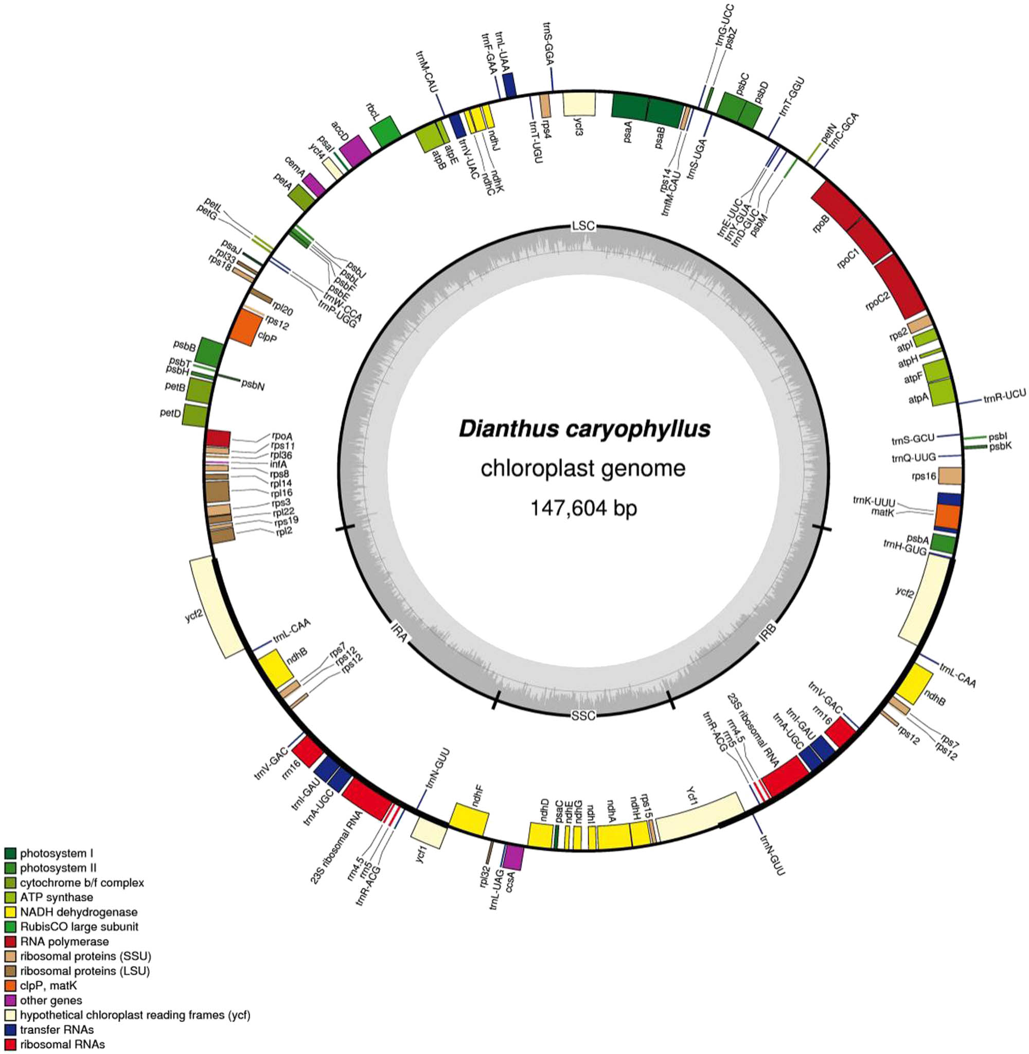 Figure 1 
                  Circular map of the chloroplast genome of the D. caryophyllus. Genes drawn within the circle are transcribed clockwise, while genes drawn outside are transcribed counterclockwise. Genes belonging to different functional groups are color coded. Dark bold lines show inverted repeats (IRa, and IRb). The dashed area in the inner circle indicates GC content in the chloroplast genome. The map is drawn by OGDRAW.
               