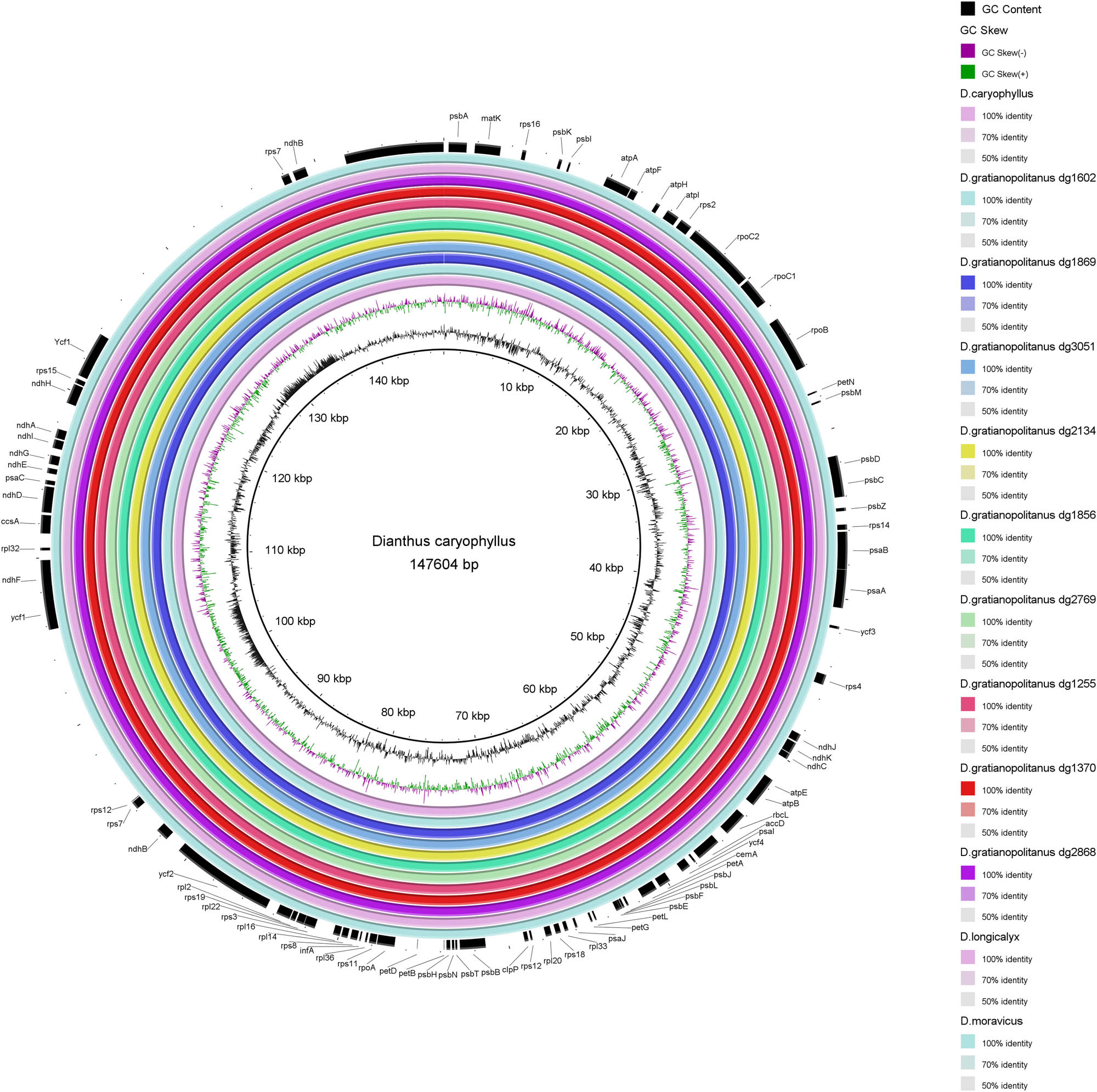 Figure 3 
                  Comparative circle graph of similarity of the chloroplast genome sequences. The central ring represents the D. caryophyllus as the reference genome. There are 11 close related species plants from the inside to the outside. The outermost circle is the protein-coding gene of the D. caryophyllus.
               