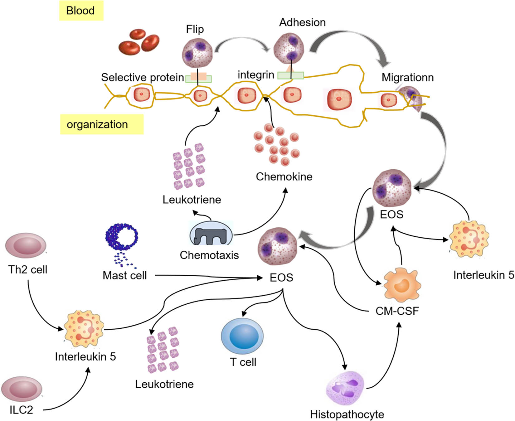 Figure 5 
                  Differentiation and maturation of EOS [37].
               