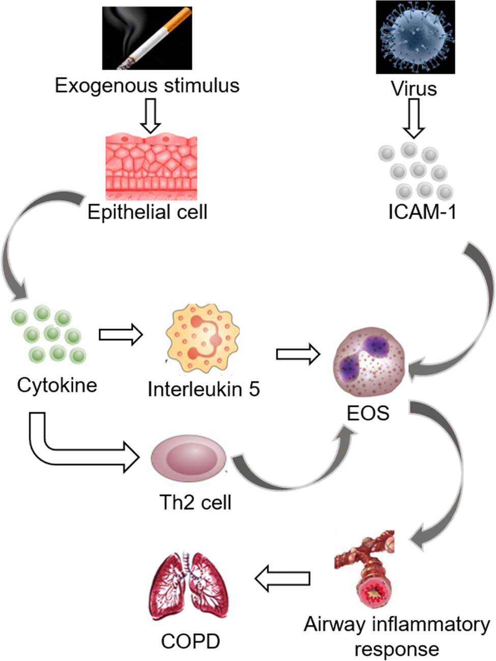 Figure 6 
                  The incidence of COPD and its relationship with EOS.
               