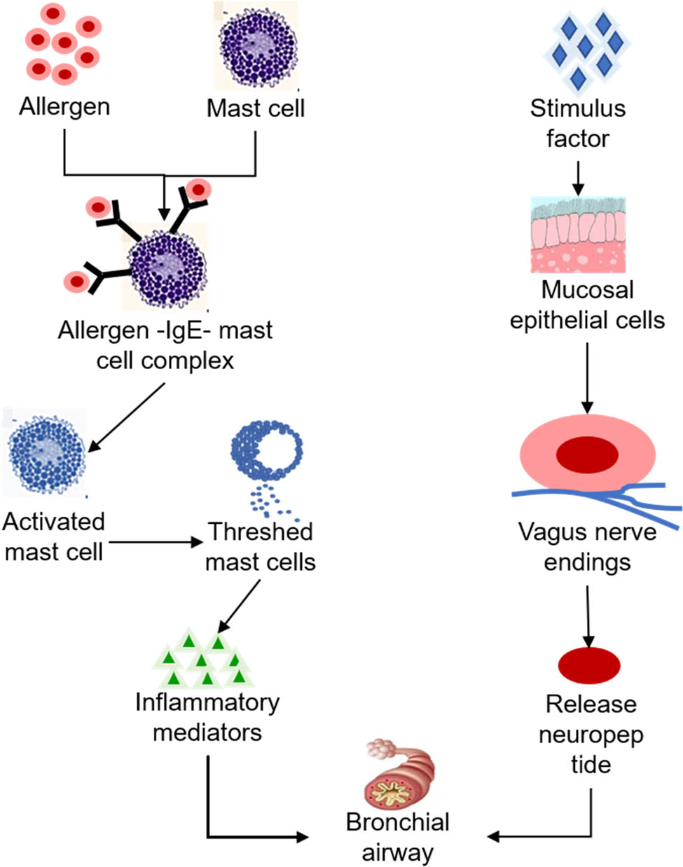 Figure 8 
                  Mechanism of asthma occurrence.
               