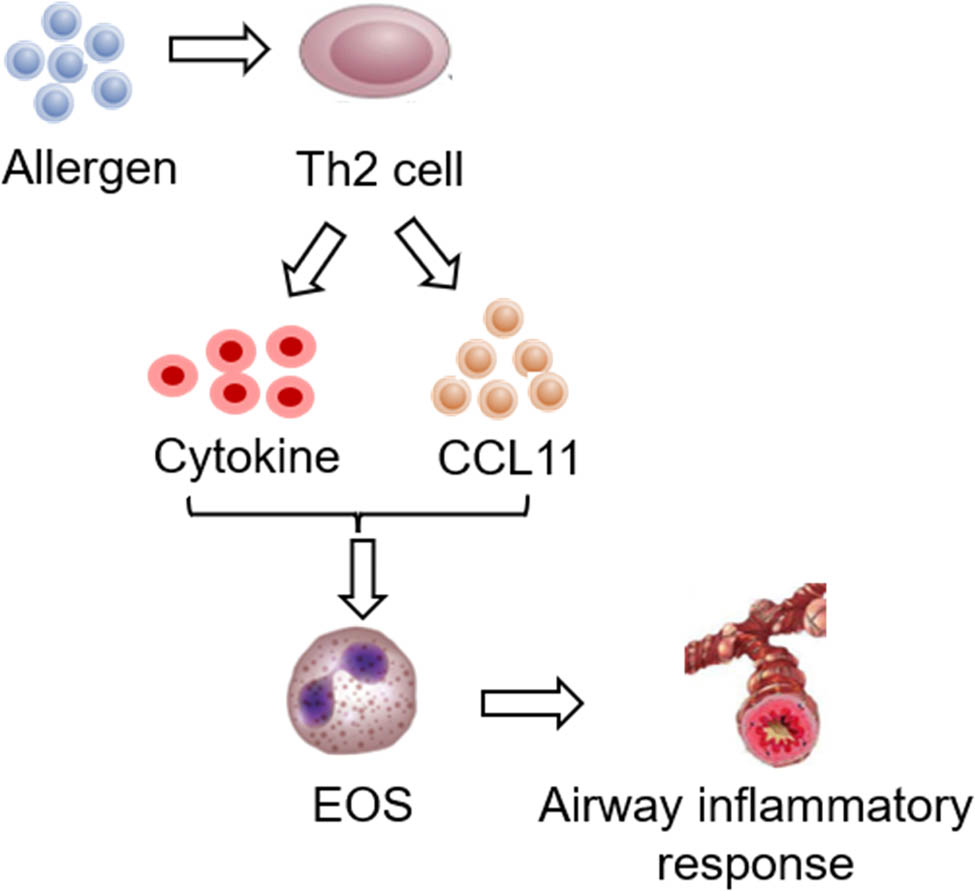 Figure 9 
                  Relationship between asthma occurrence and EOS.
               