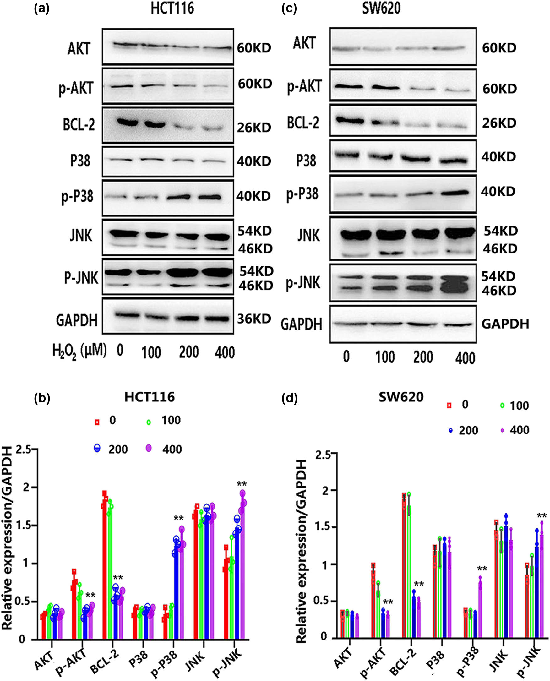 Figure 4 
                  The involvement of multiple cell signals in H2O2-mediated oxidative stress. HCT116 and SW620 cell lines were subjected to various concentrations of H2O2 for a duration of 12 h, and subsequent protein extraction was performed to assess alterations in cell signals. Specifically, the expression levels of Akt, p-Akt, Bcl-2, JNK, p-JNK, P38, and p-P38 were evaluated in HCT116 cells (a and b), as well as in SW620 cells (c and d), following exposure to different concentrations of H2O2.
               